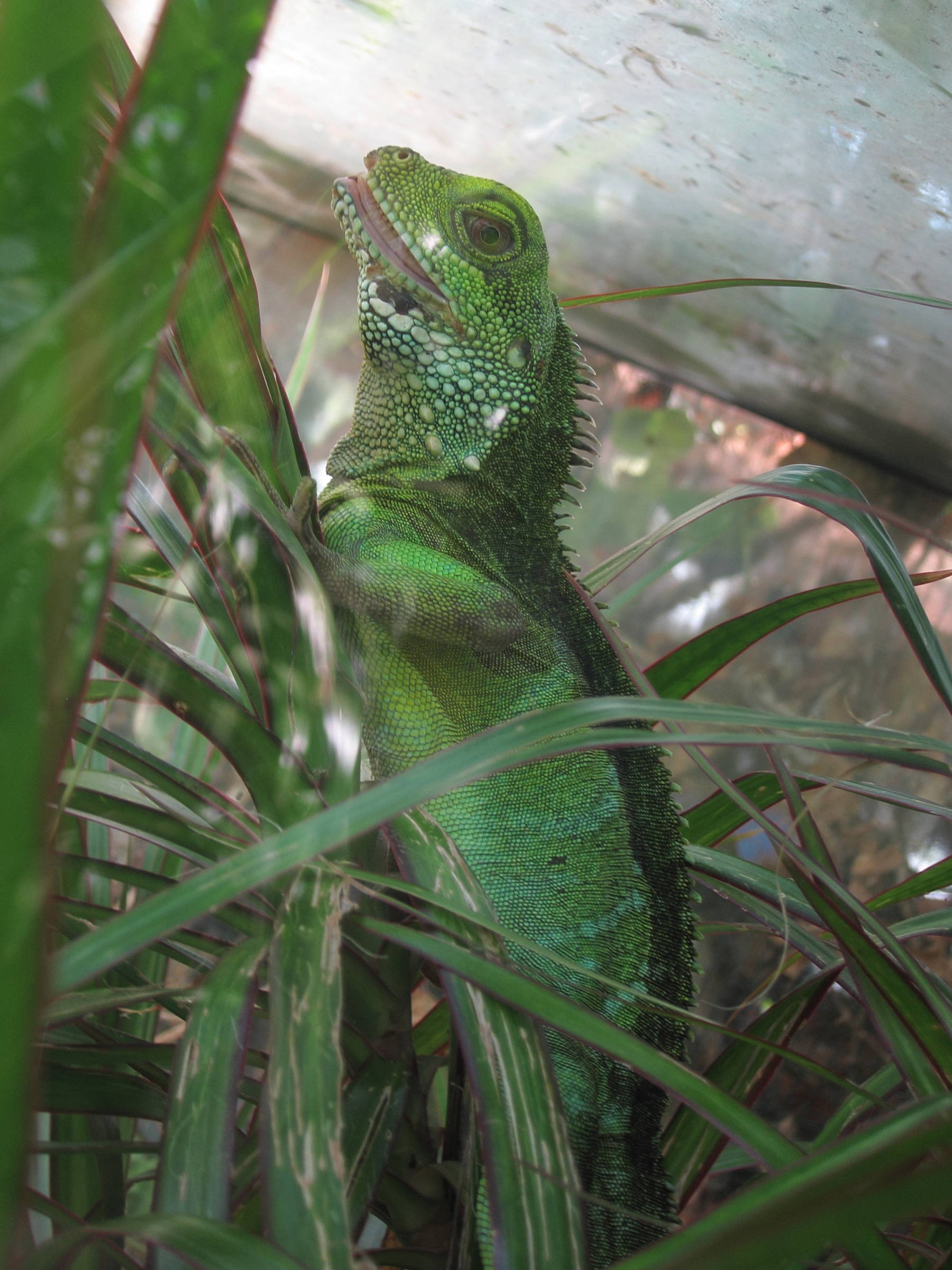 Afficher le média physignathus_cocincinus1bd physignathus_cocincinus1bd