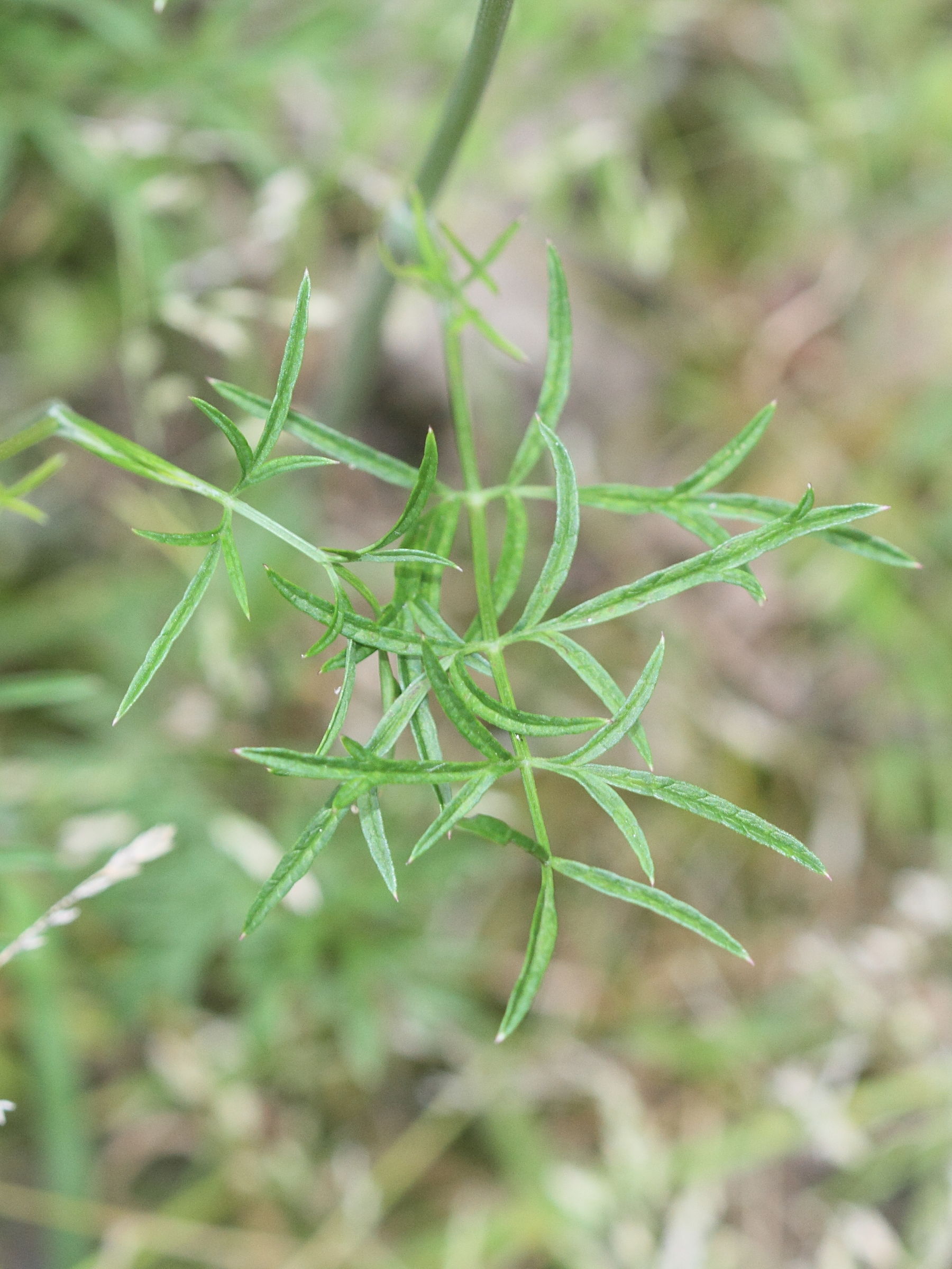 pimpinella_saxifraga3md