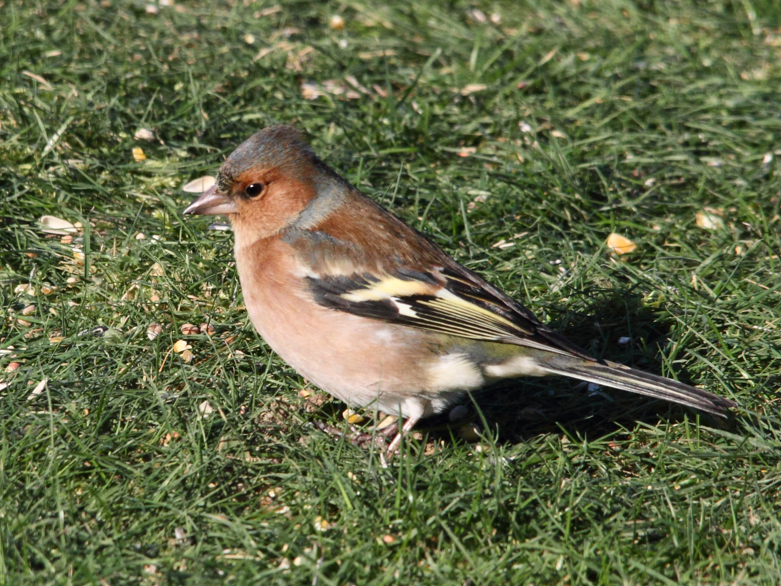 pinson_des_arbres_-_fringilla_coelebs2bd