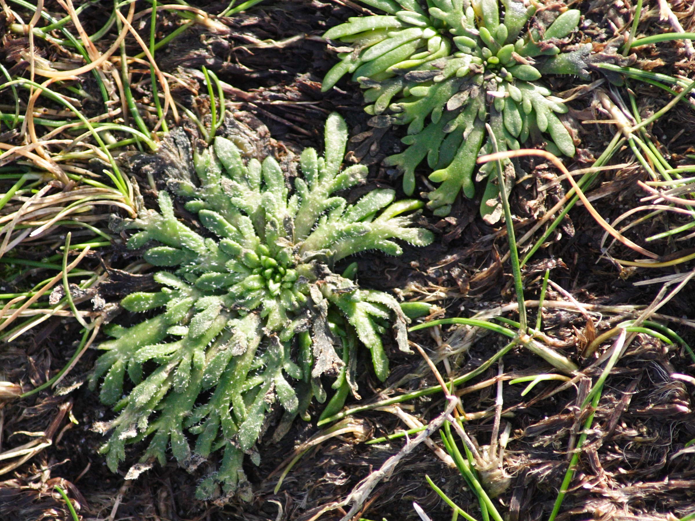 plantago_coronopus5md