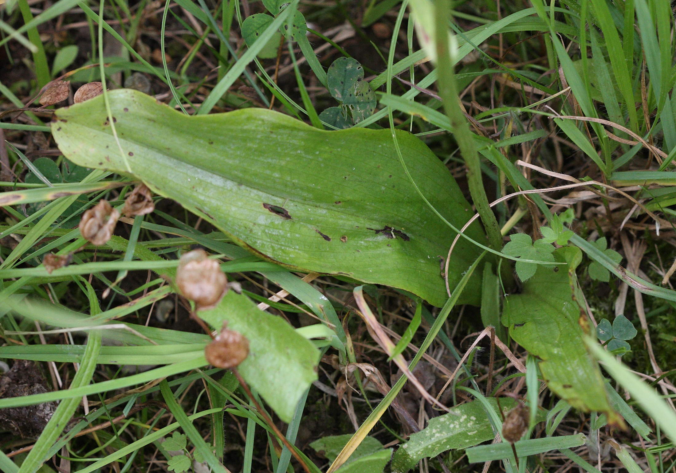 platanthera_bifolia5bd