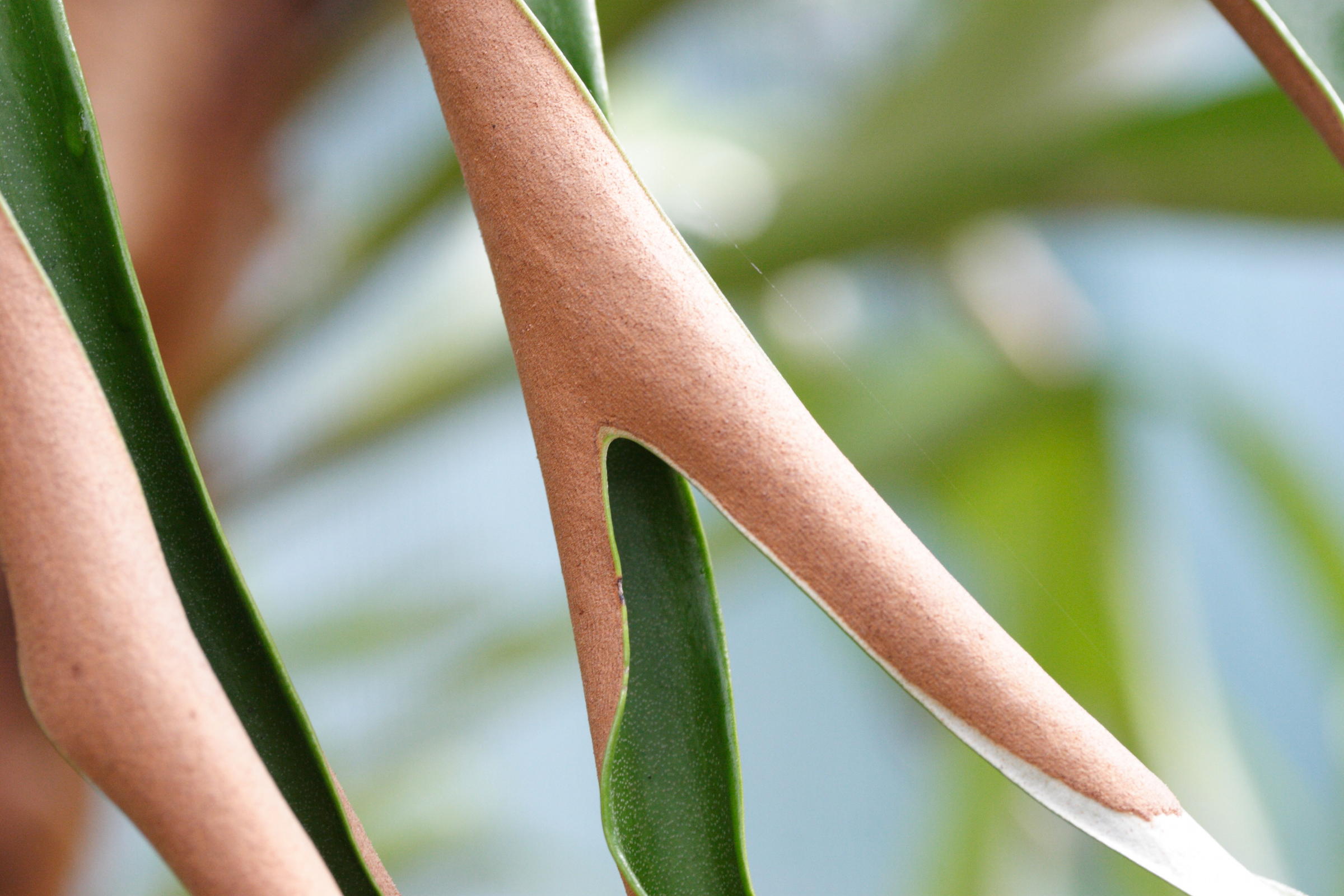 platycerium_alcicorne2md