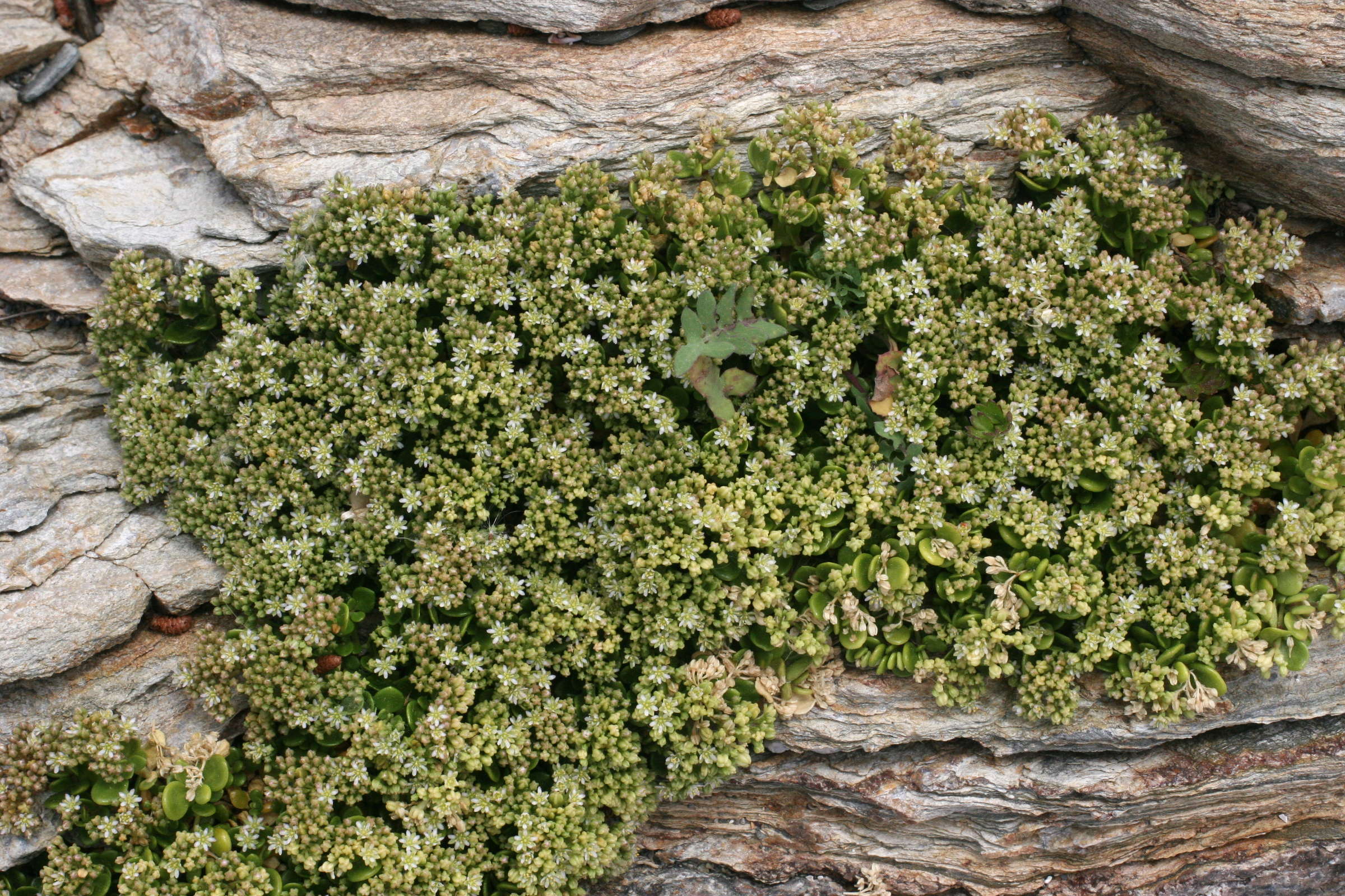 Afficher le média Polycarpon_polycarpoides catalaunicum Polycarpon_polycarpoides catalaunicum