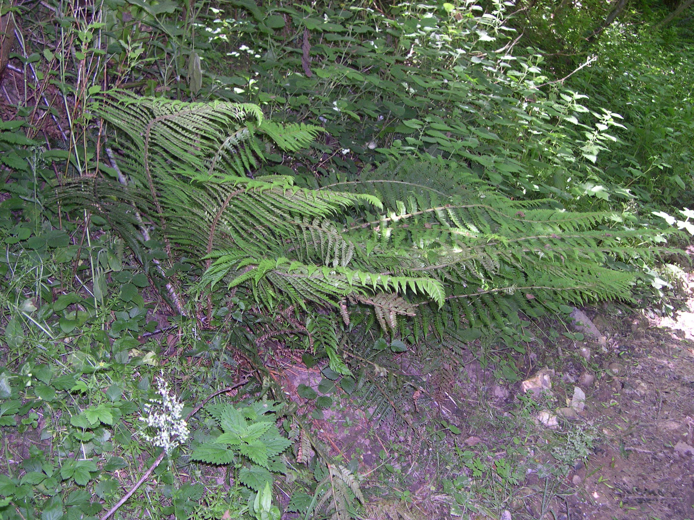 Afficher le média polystichum_x_bicknellii1md polystichum_x_bicknellii1md