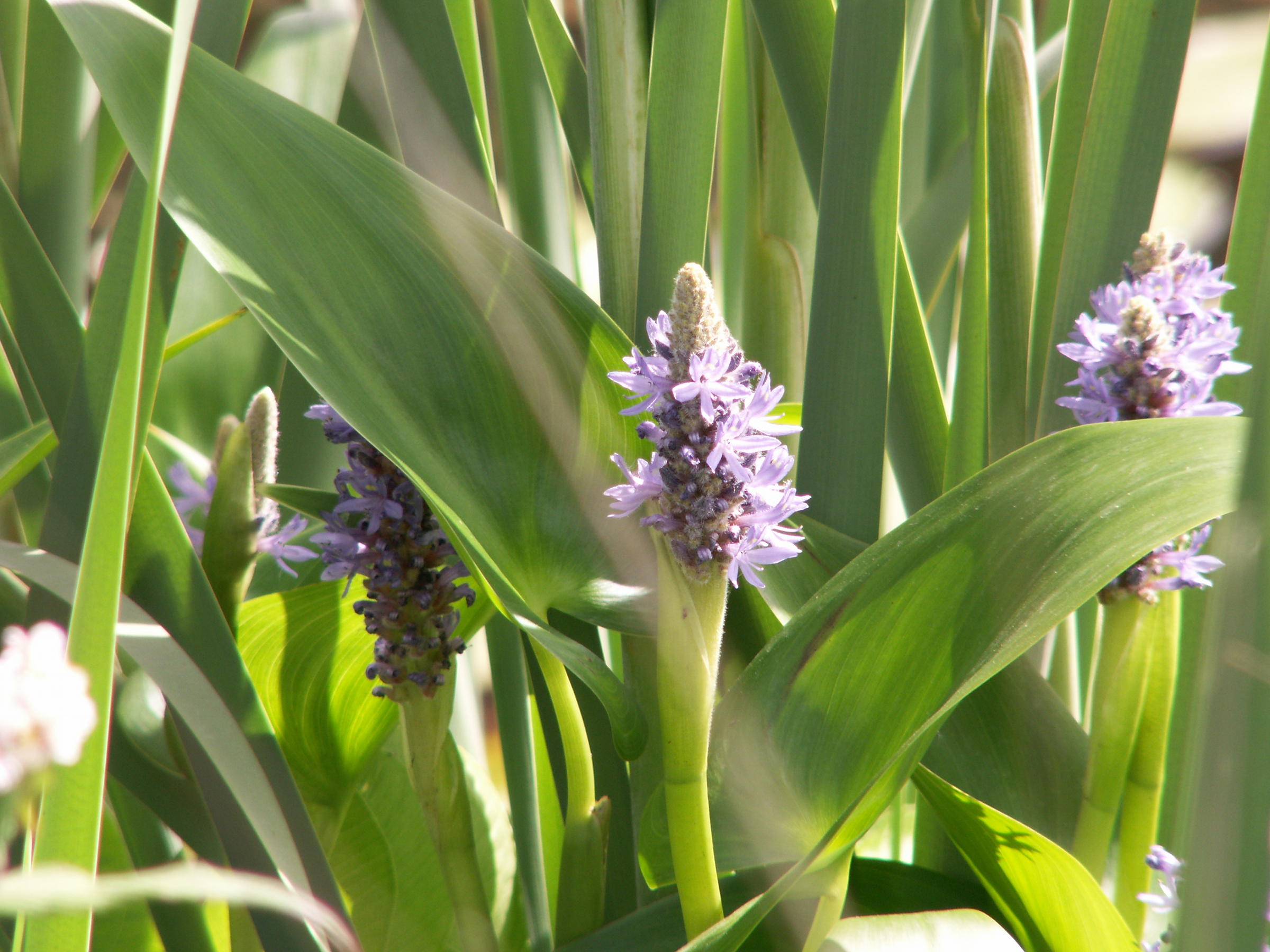 pontederia_cordata2bmd