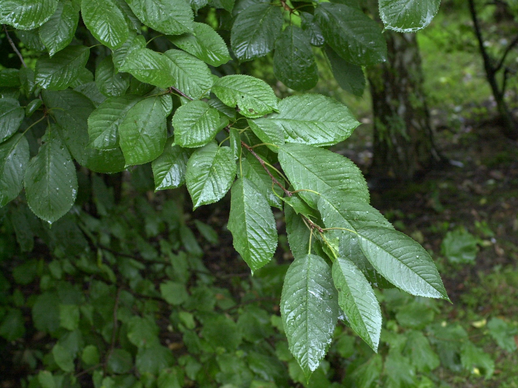 Afficher le média prunus_avium5md prunus_avium5md
