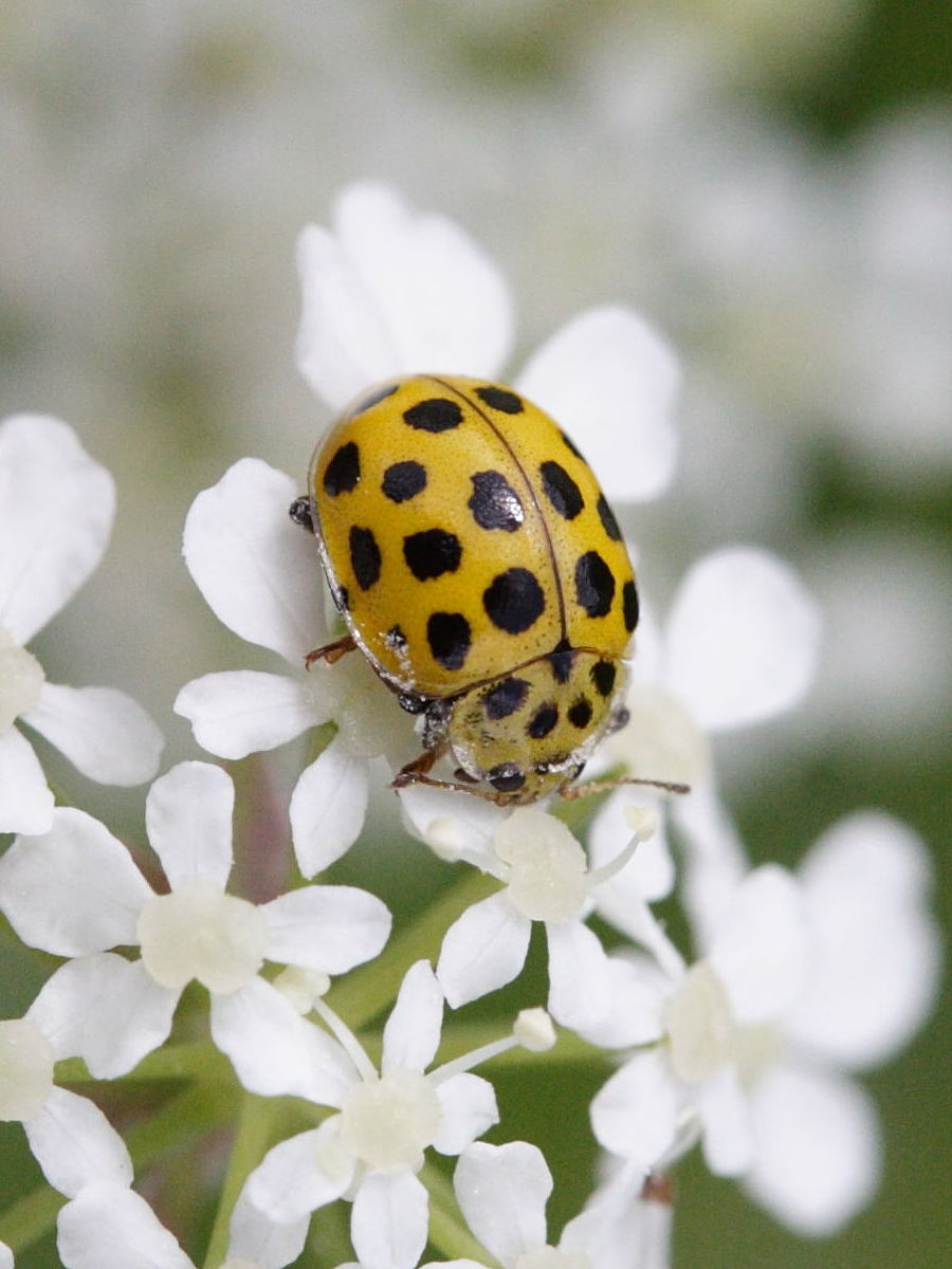 Afficher le média psyllobora_vigintiduopunctata2md psyllobora_vigintiduopunctata2md