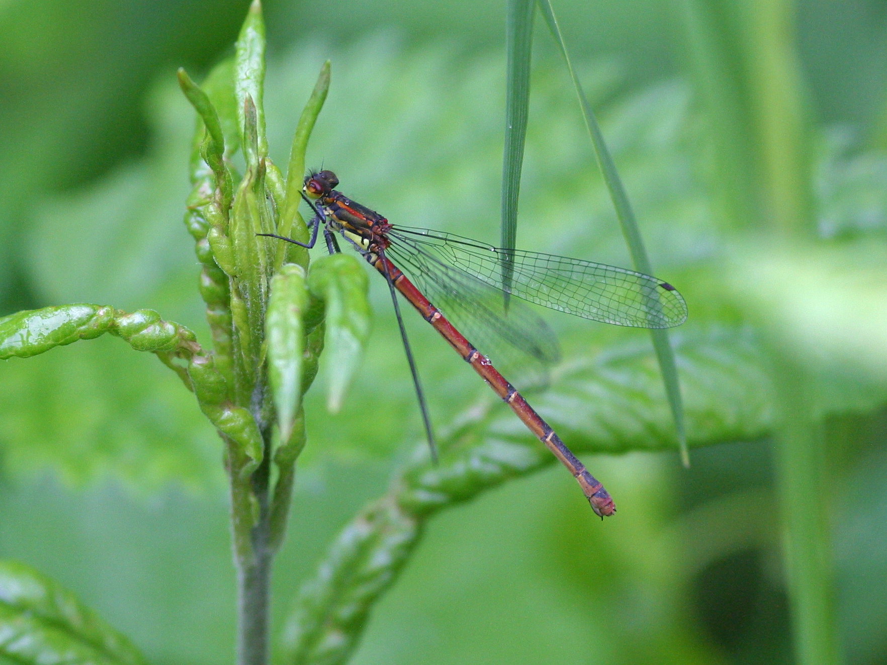 Afficher le média pyrrhosoma_nymphula5md pyrrhosoma_nymphula5md