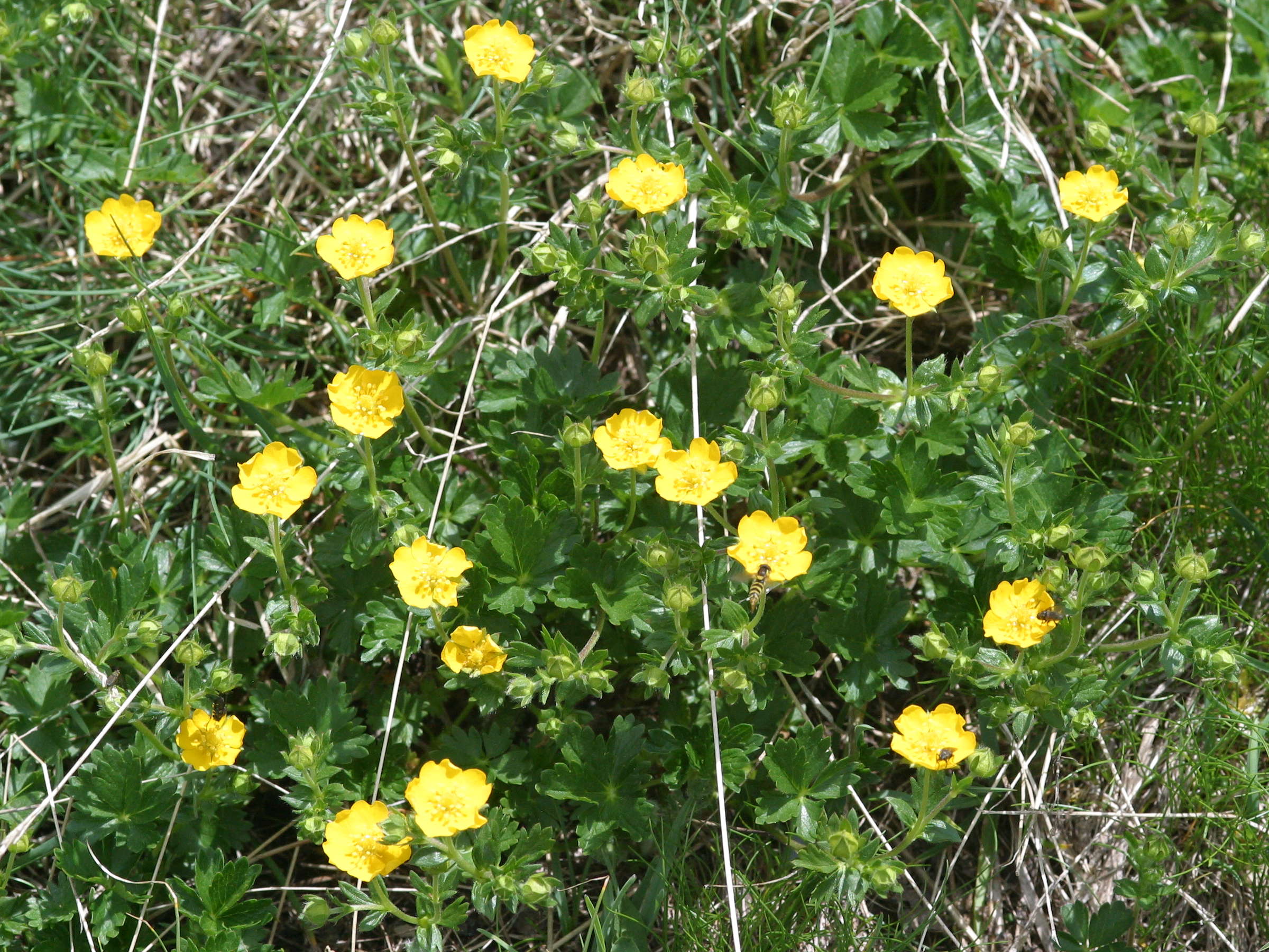 ranunculus_montanus1md