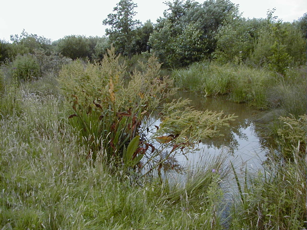 Afficher le média rumex_hydrolapathum3md rumex_hydrolapathum3md