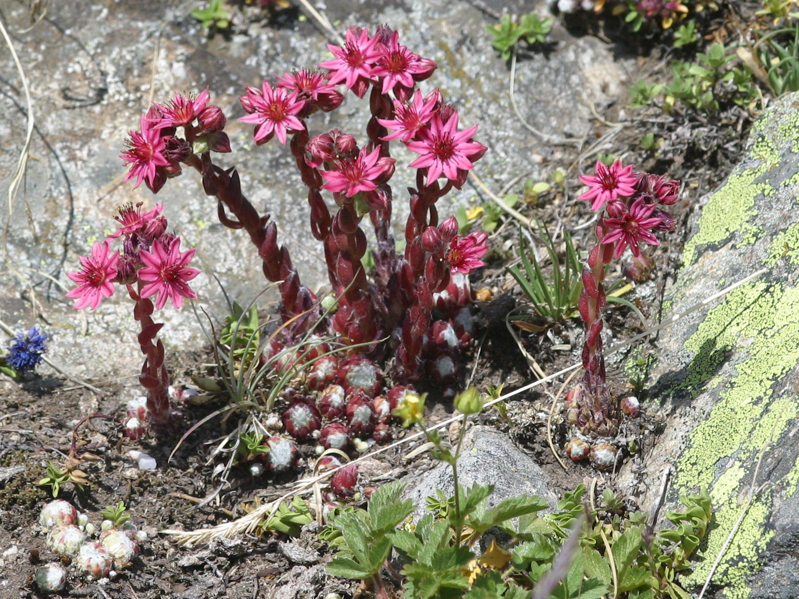 sempervivum_arachnoideum2md