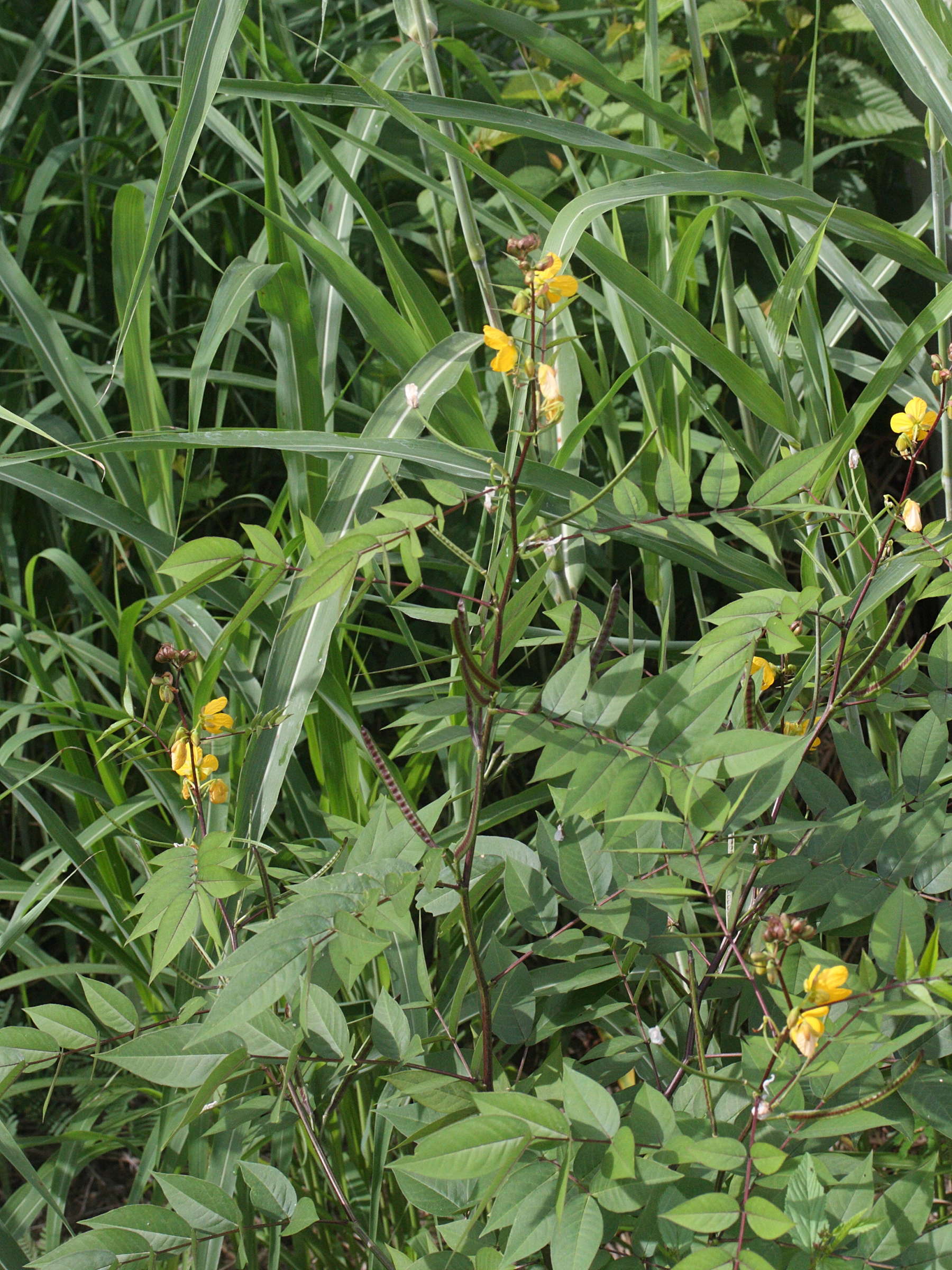 senna_occidentalis1md