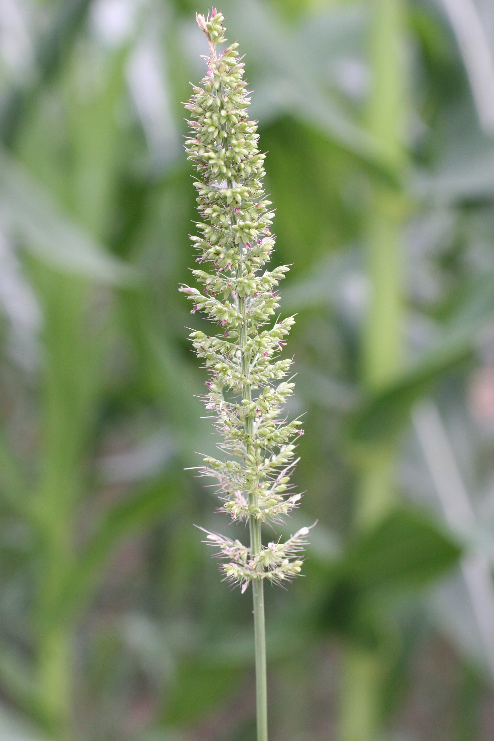 setaria_verticillata2md