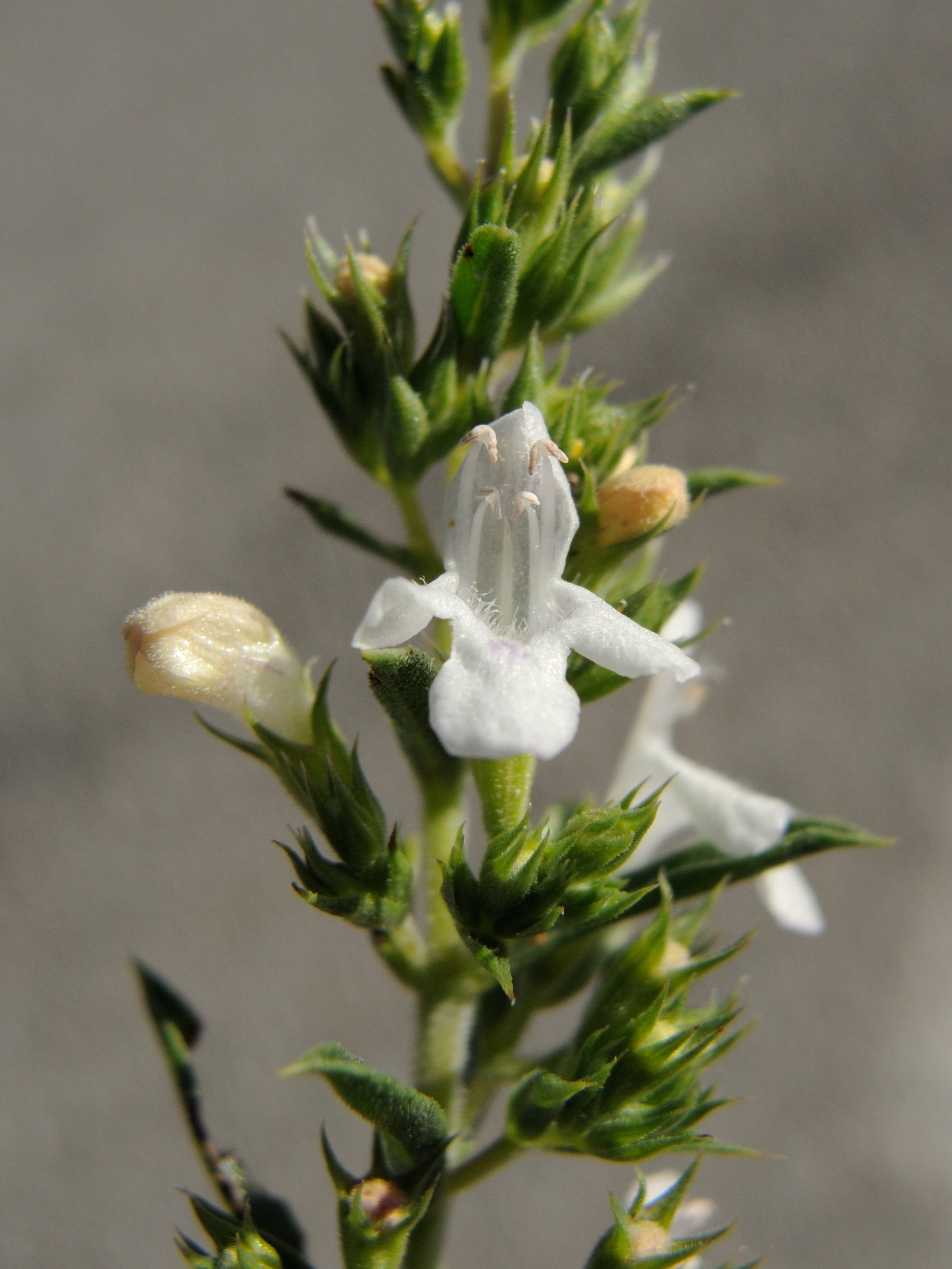 sideritis_hyssopifolia3md