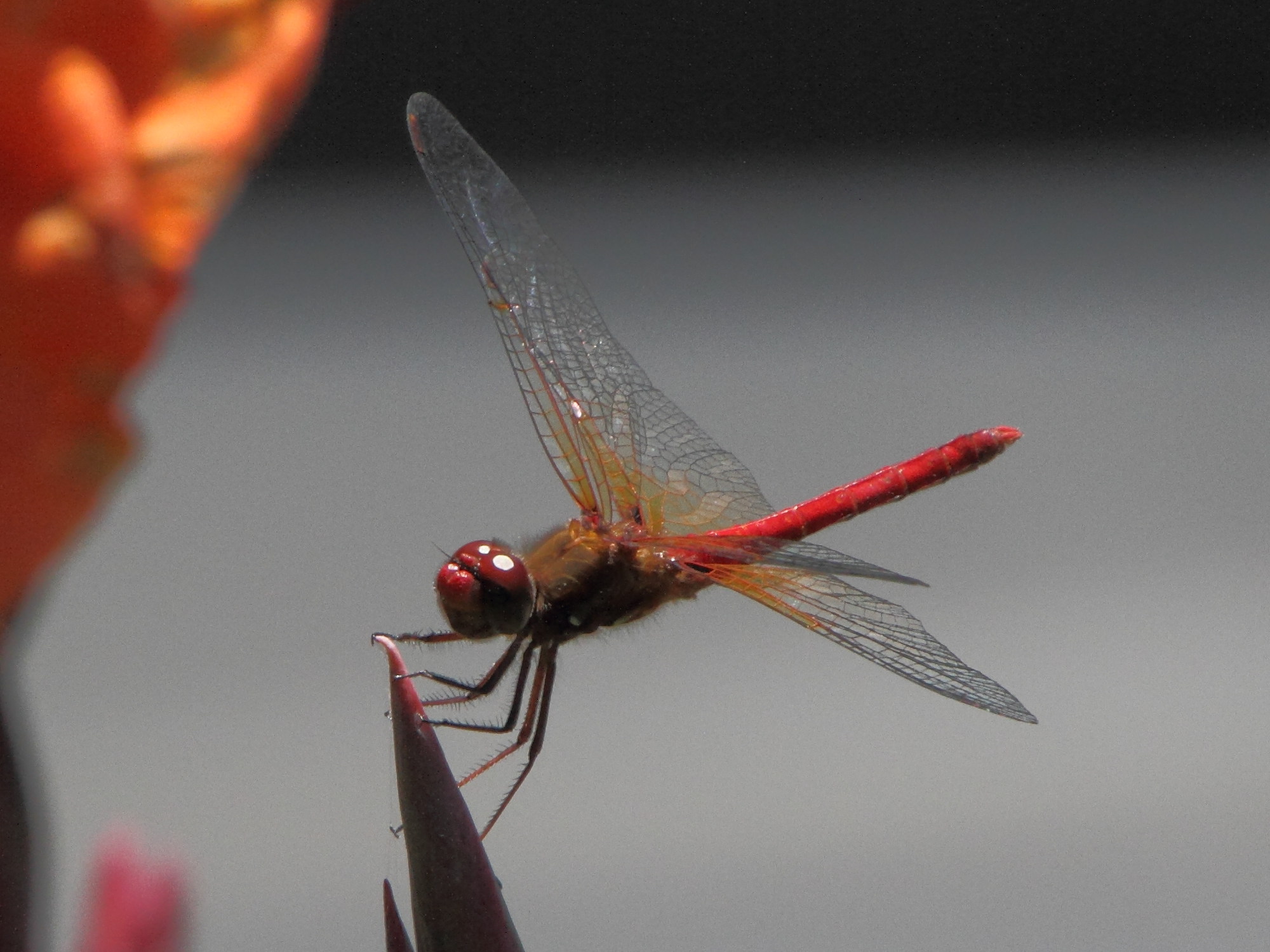 sympetrum_illotum2md