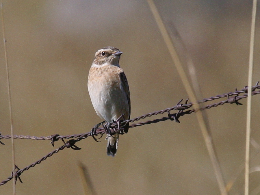 tarier_des_pres_-_saxicola_rubetra1bd