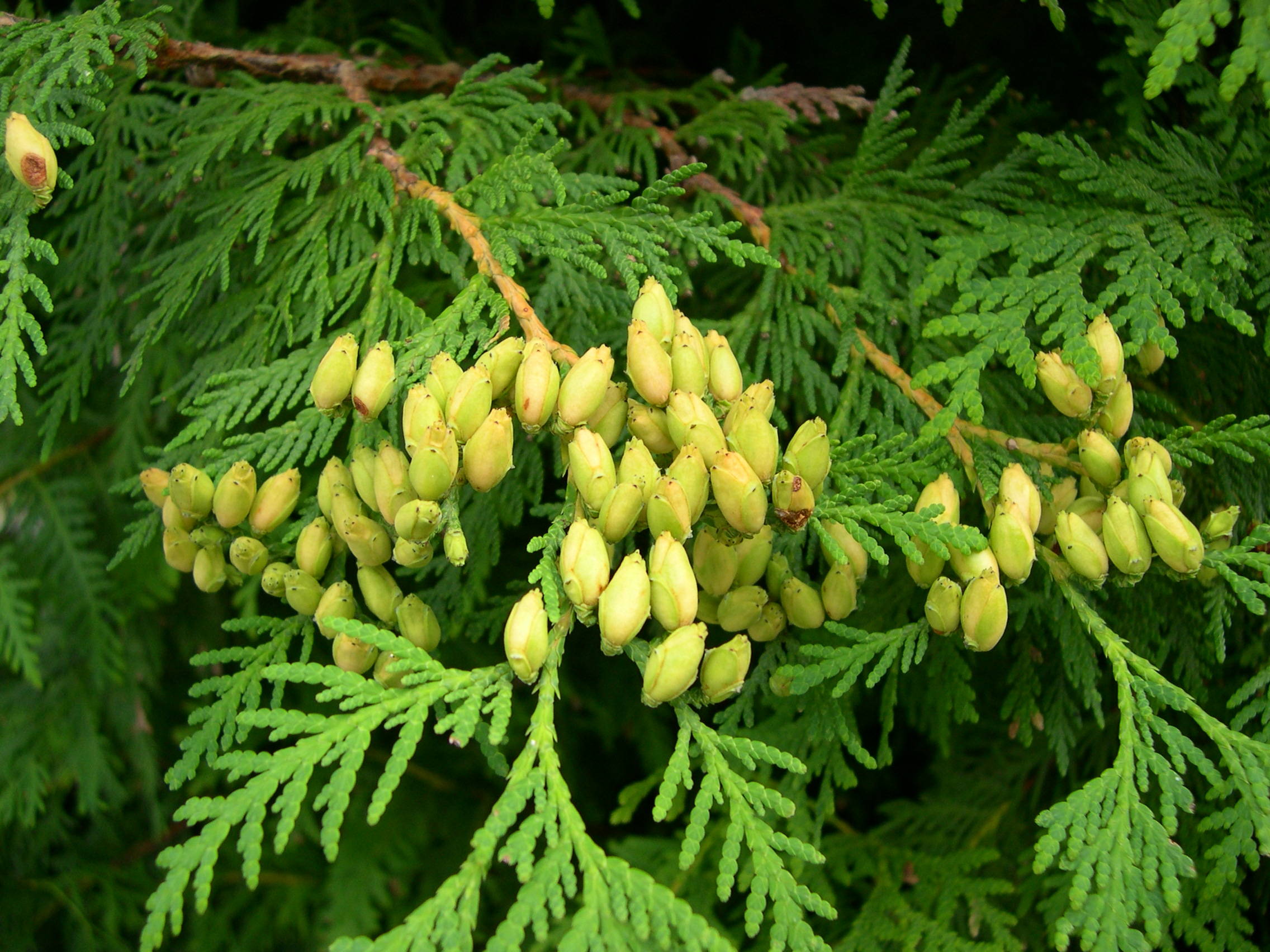 thuja_plicata2md