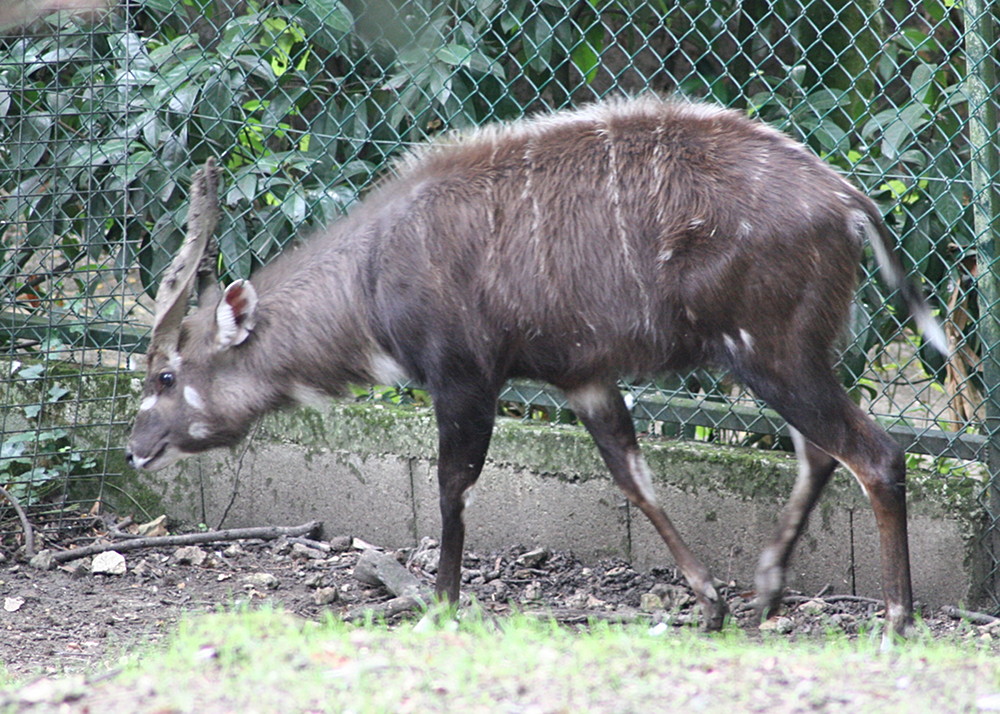 tragelaphus_spekii_gratus2md