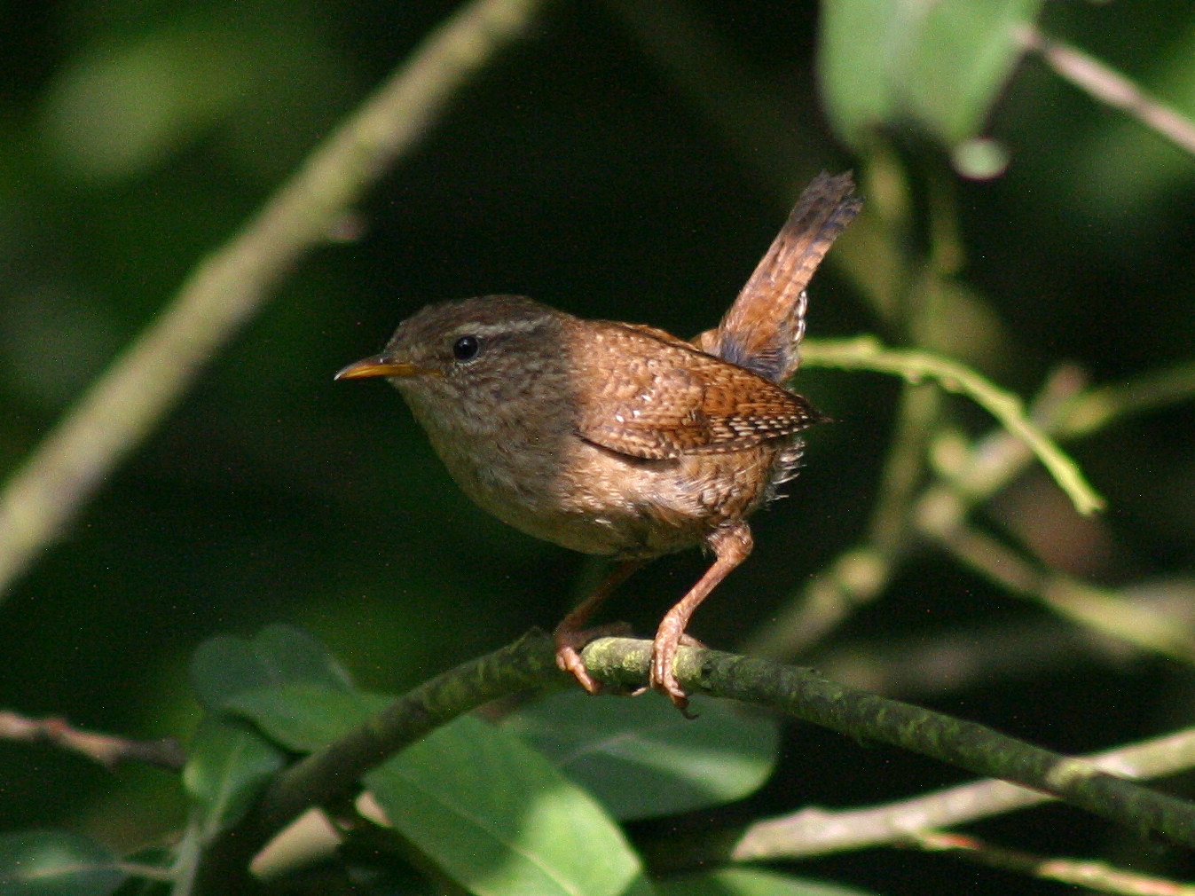 Afficher le média troglodyte_mignon_-_troglodytes_troglodytes3bd troglodyte_mignon_-_troglodytes_troglodytes3bd
