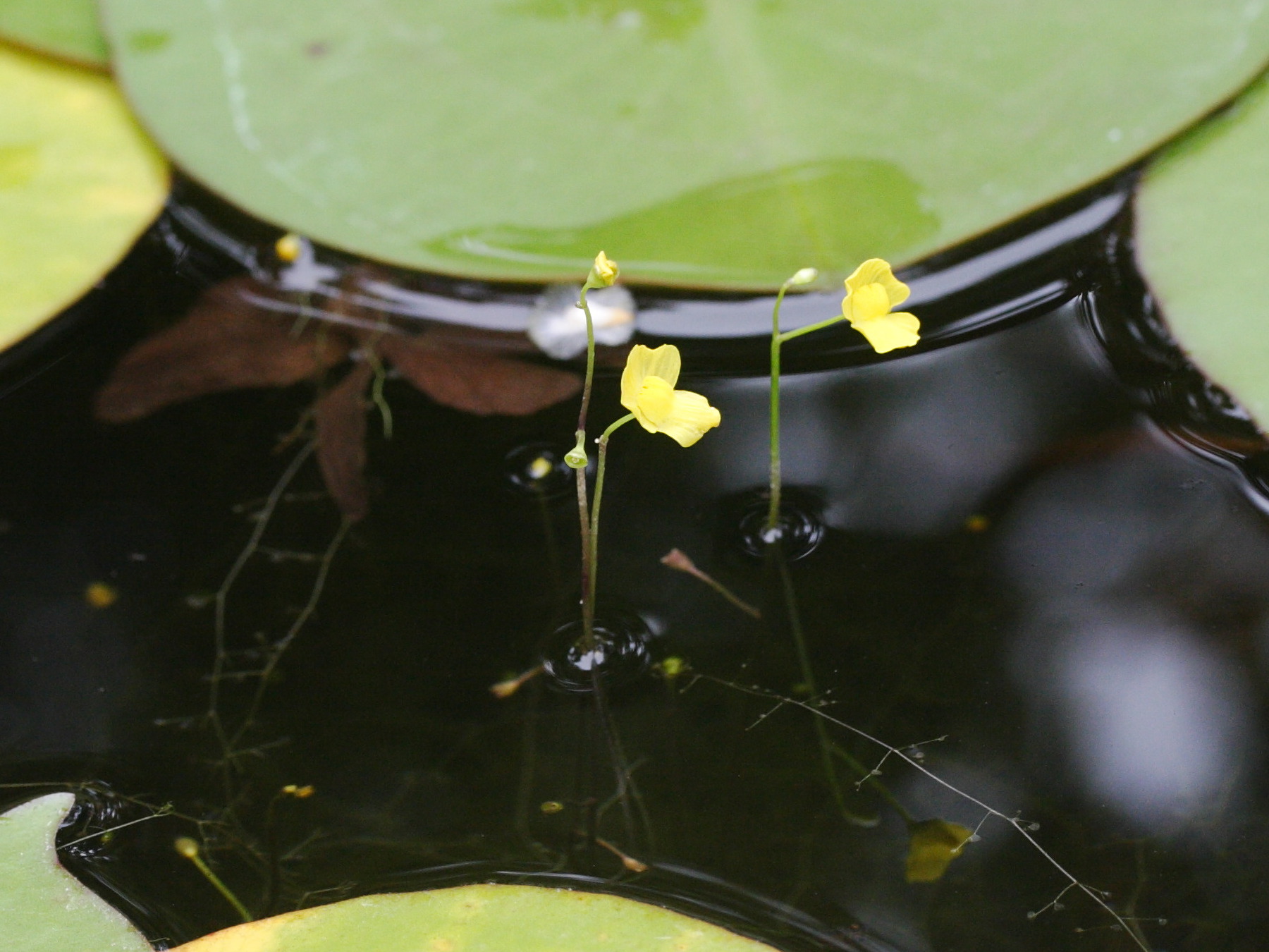 utricularia_gibba1md