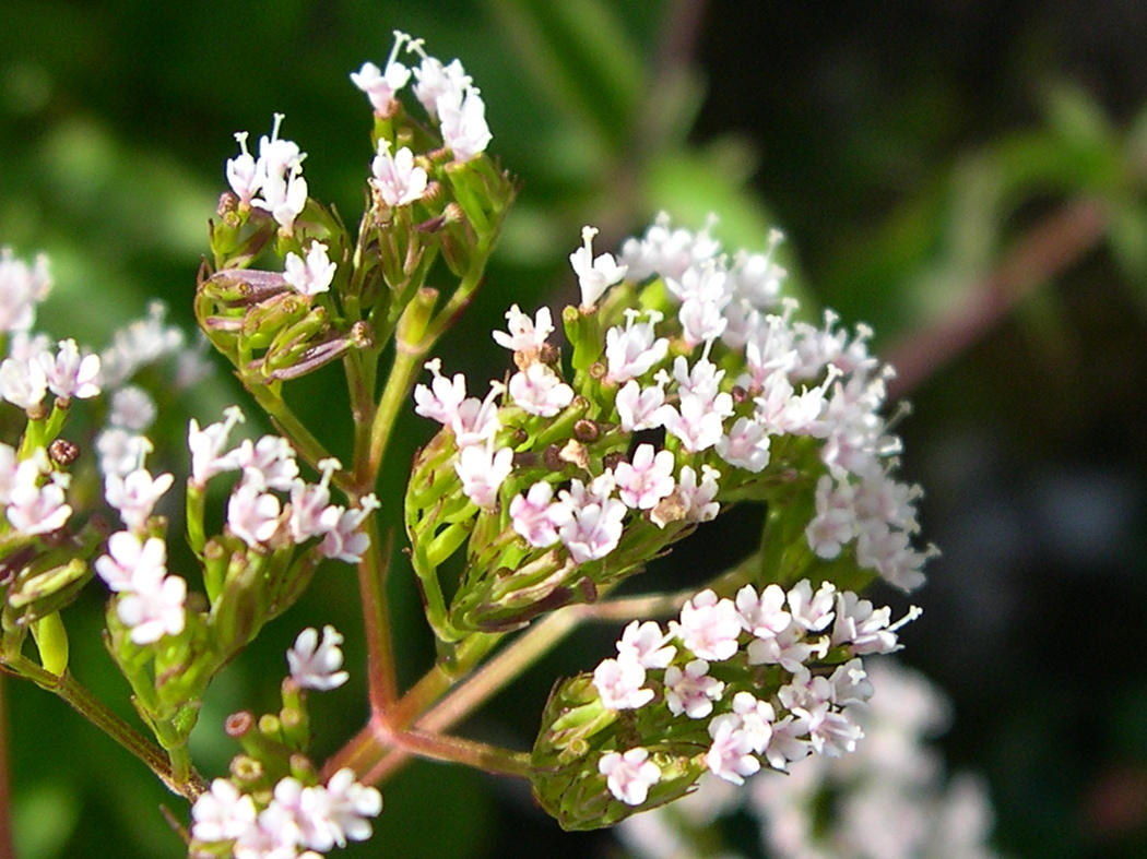 Afficher le média valeriana_tripteris3md valeriana_tripteris3md