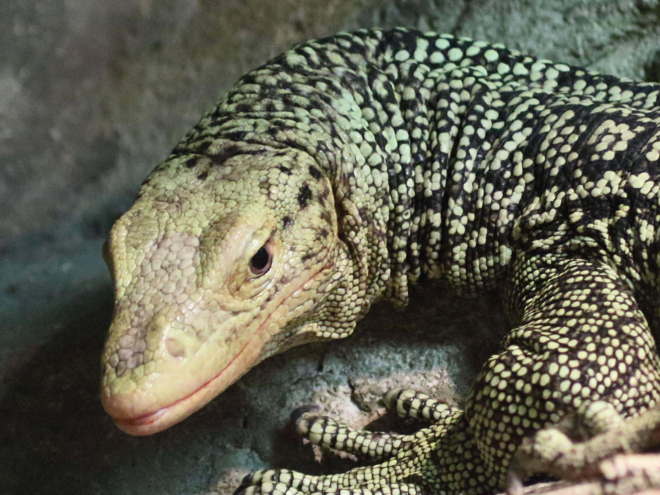 varanus_melinus2bd