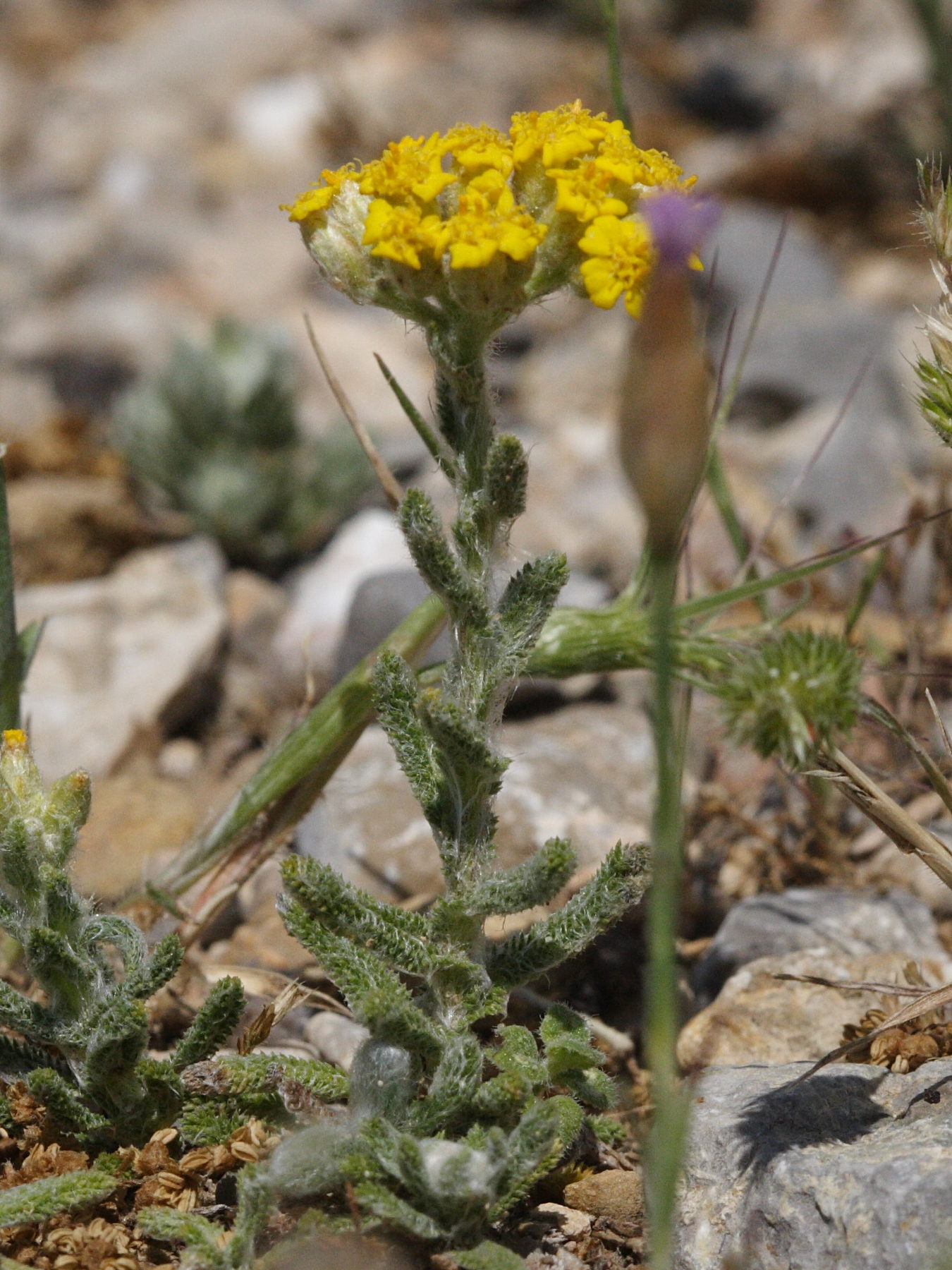 achillea_ageratum1md