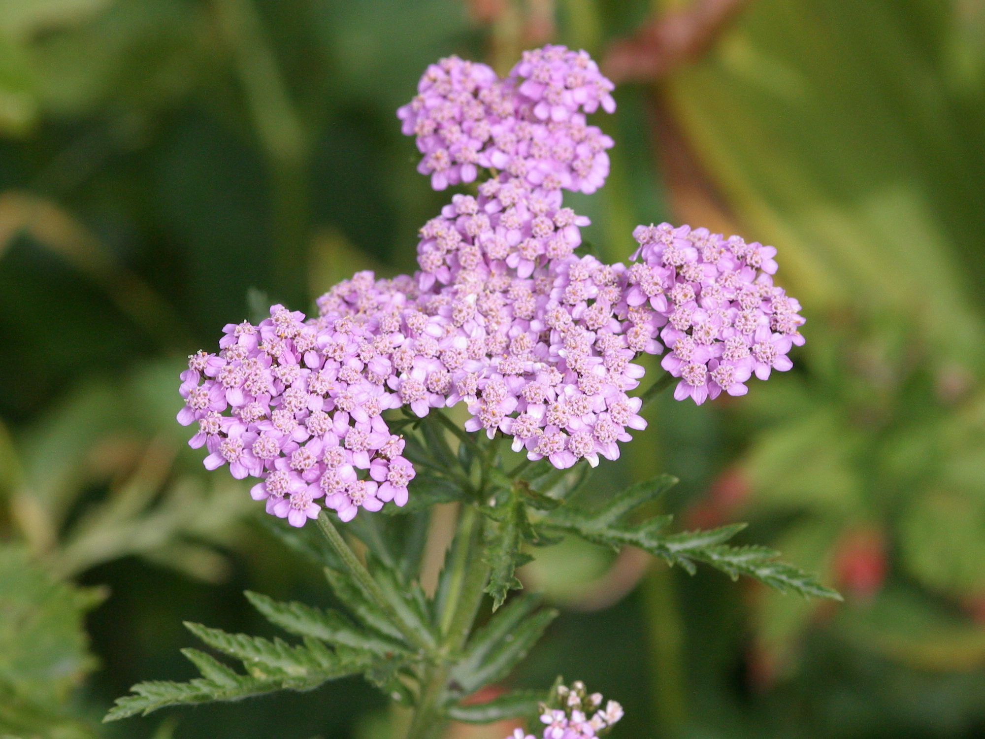 achillea_distans_tanacetifolia2abd