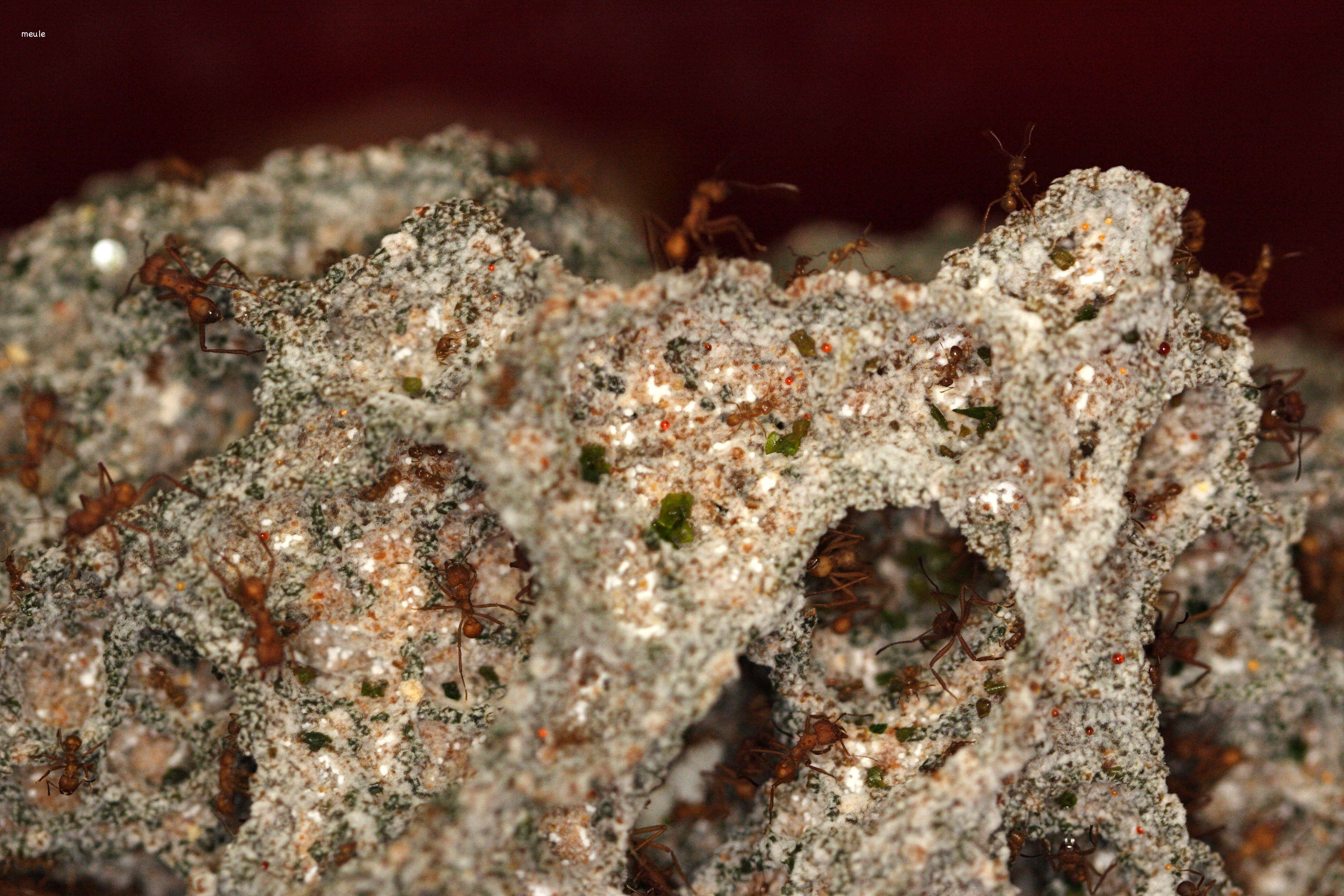 acromyrmex_octospinosus2md