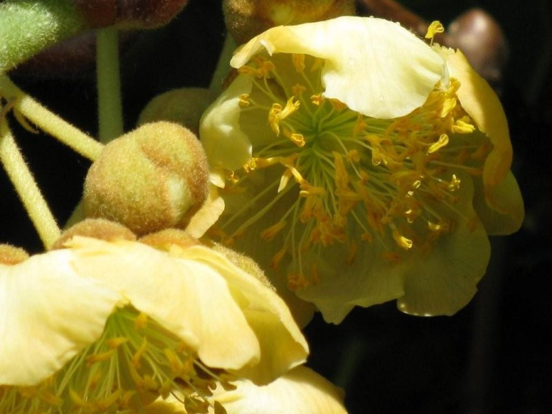 Afficher le média actinidia_deliciosa6mv actinidia_deliciosa6mv