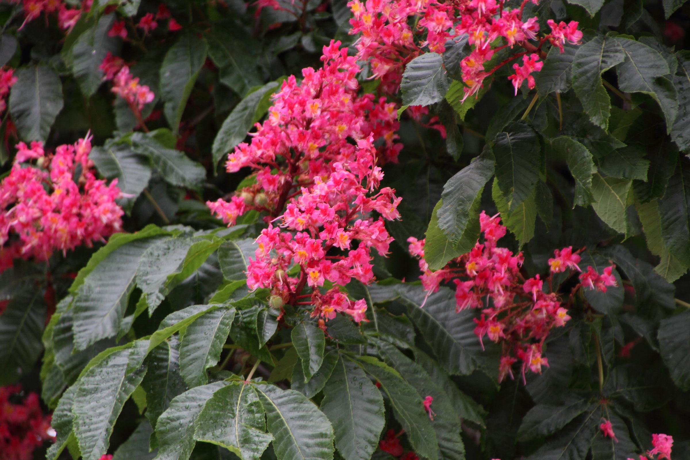 Afficher le média aesculus_x_carnea5md aesculus_x_carnea5md