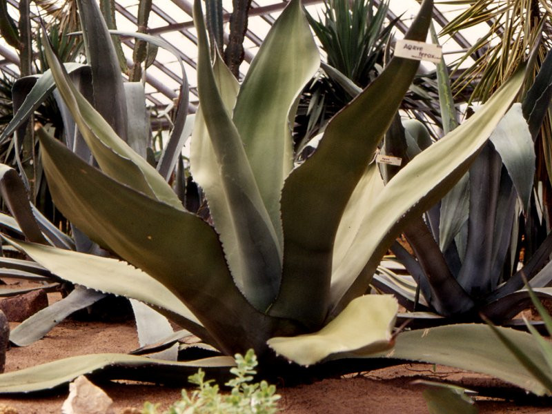 agave_ferox1mcf