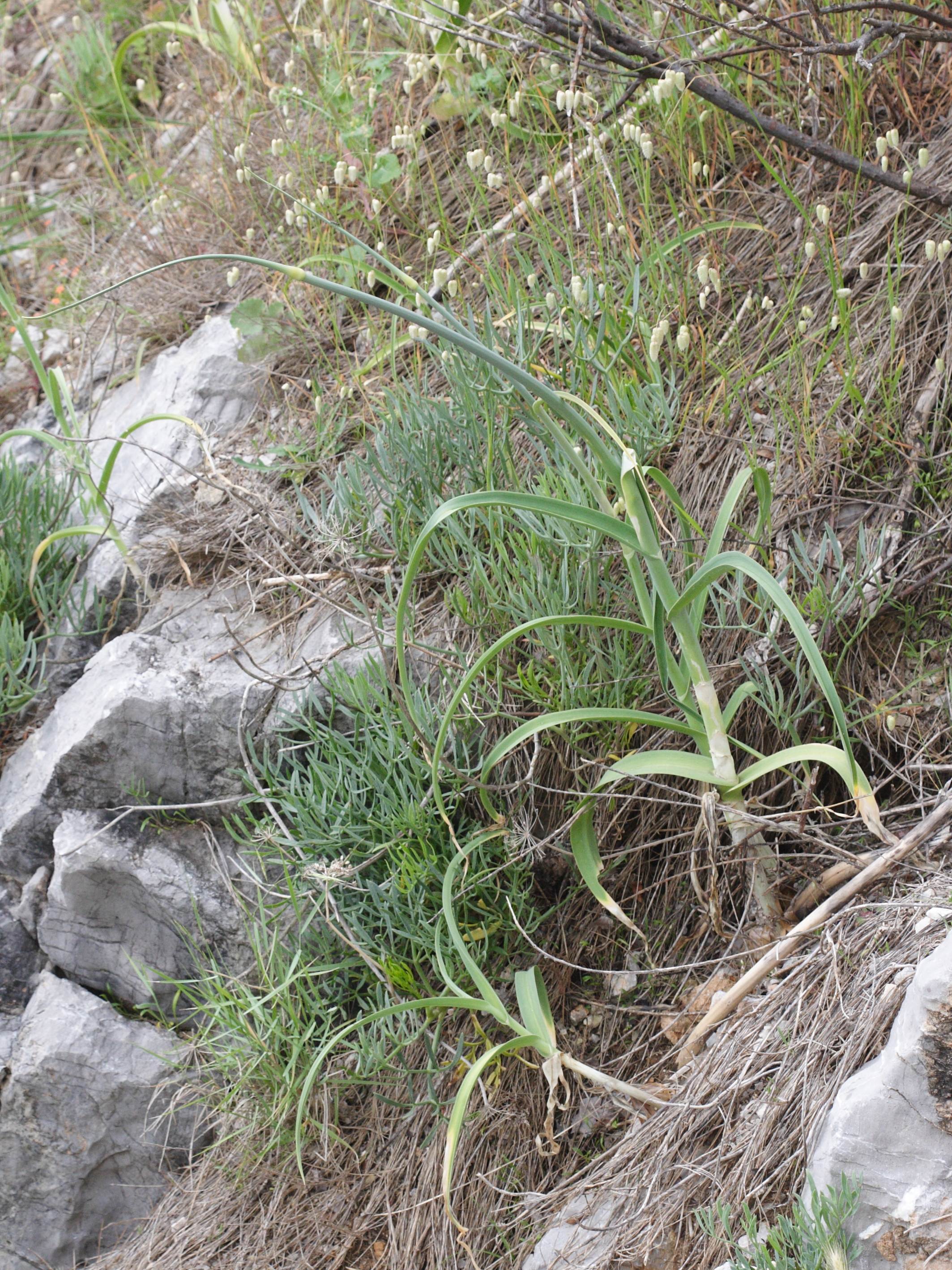 allium_commutatum5md