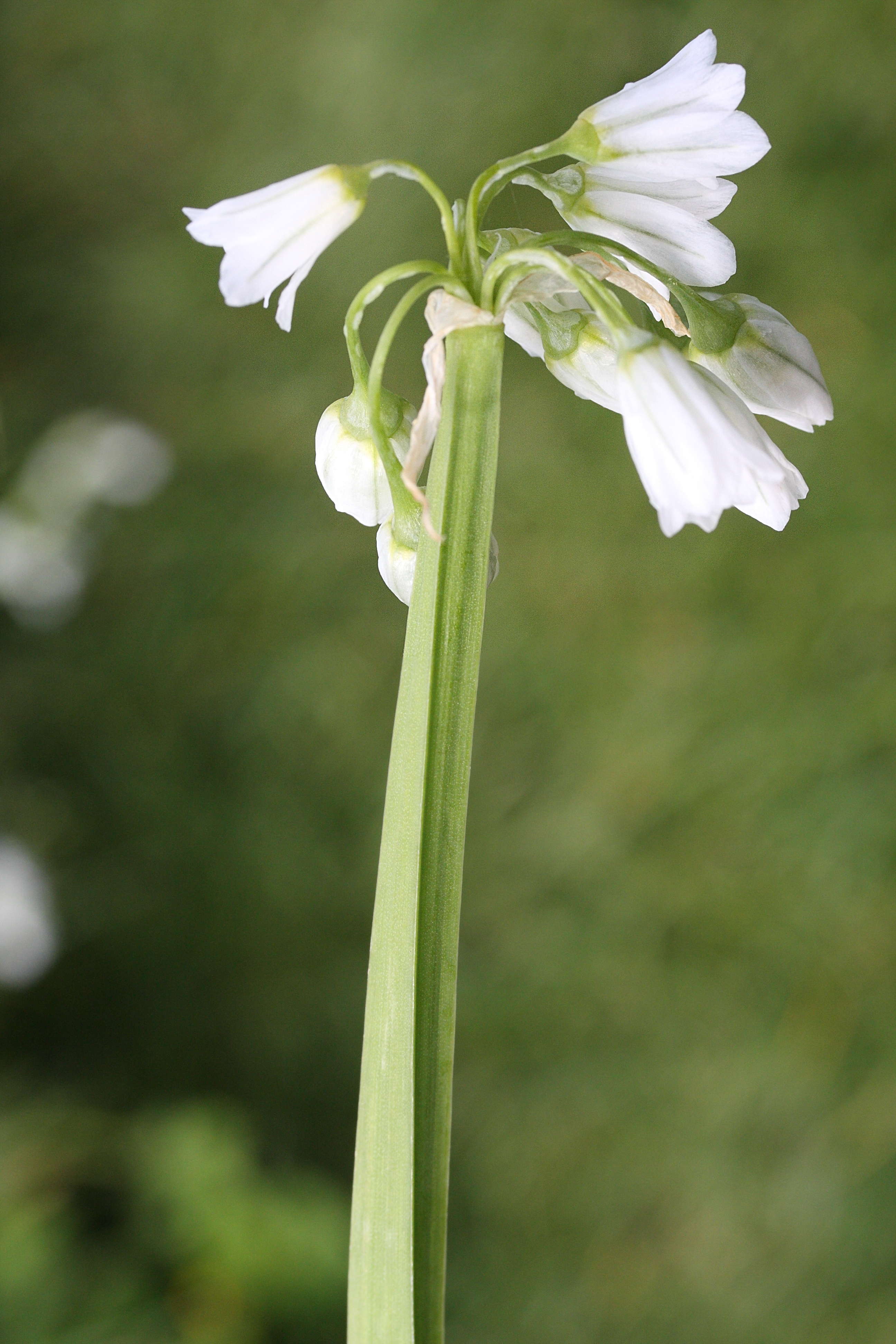 allium_triquetrum2md