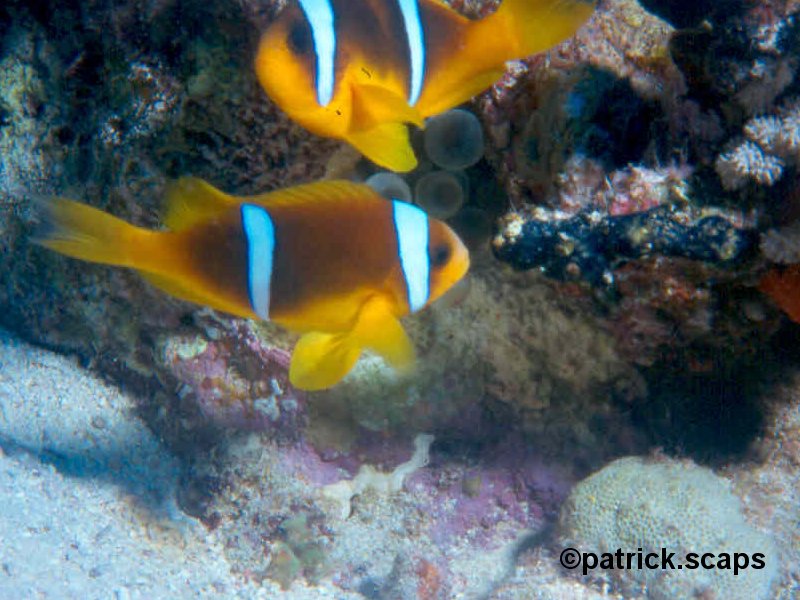 Afficher le média amphiprion_bicinctus1ps amphiprion_bicinctus1ps