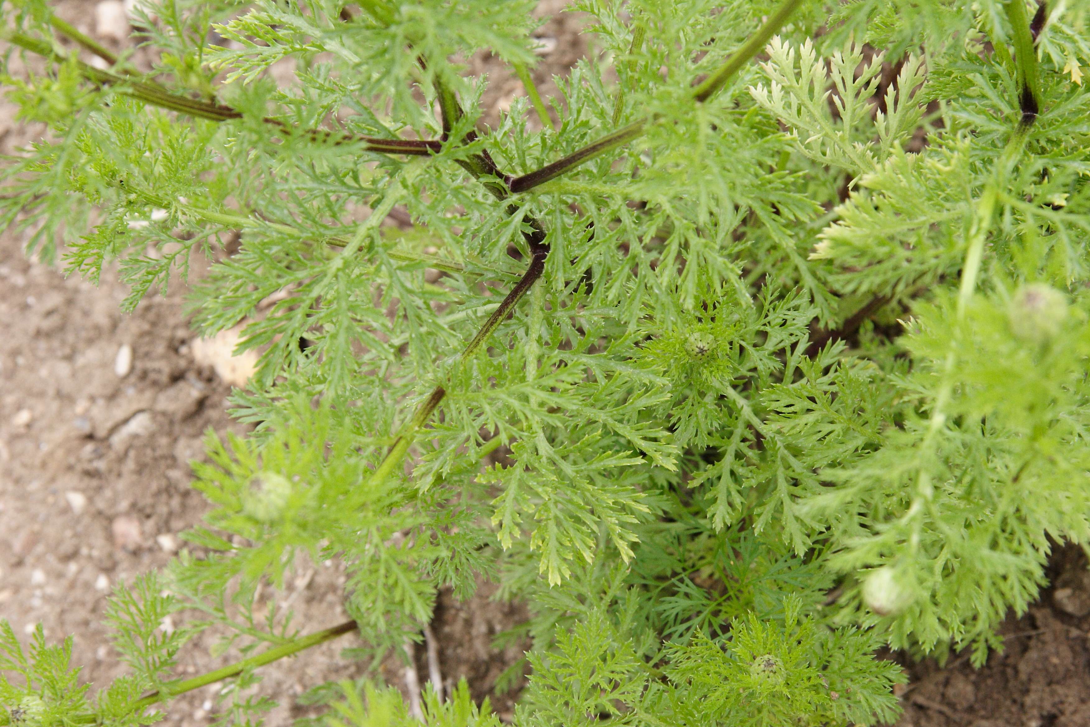 anacyclus_officinarum2md