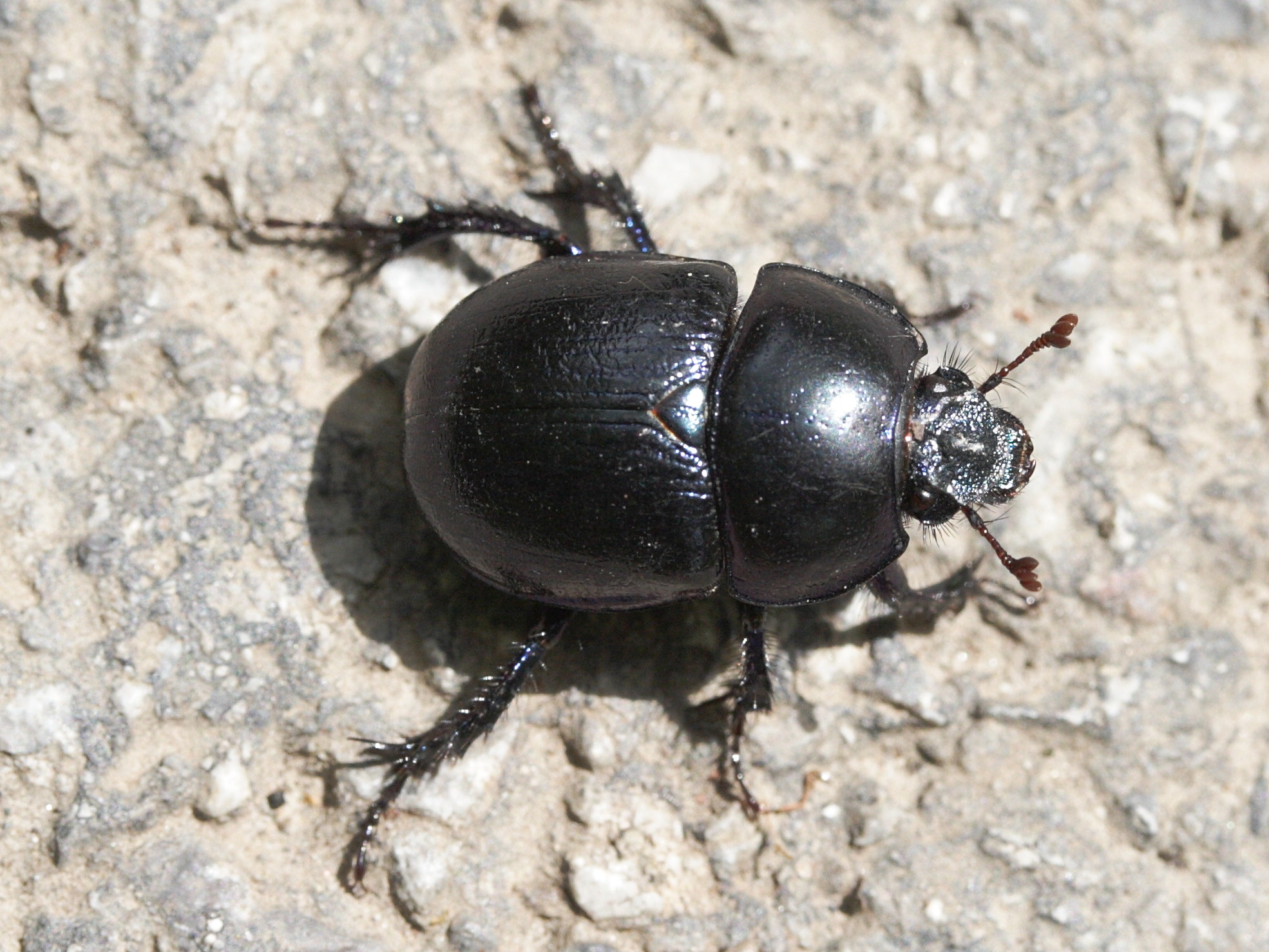 anoplotrupes_stercorosus3md
