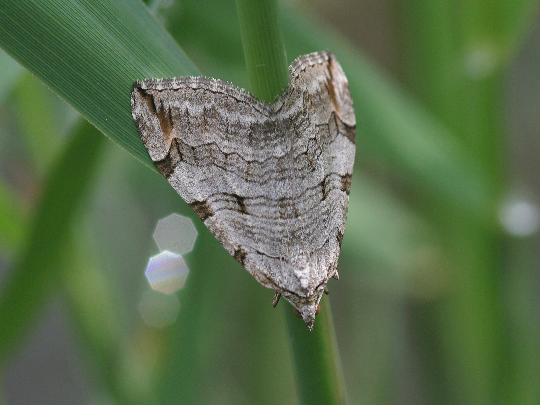 aplocera_plagiata1bd