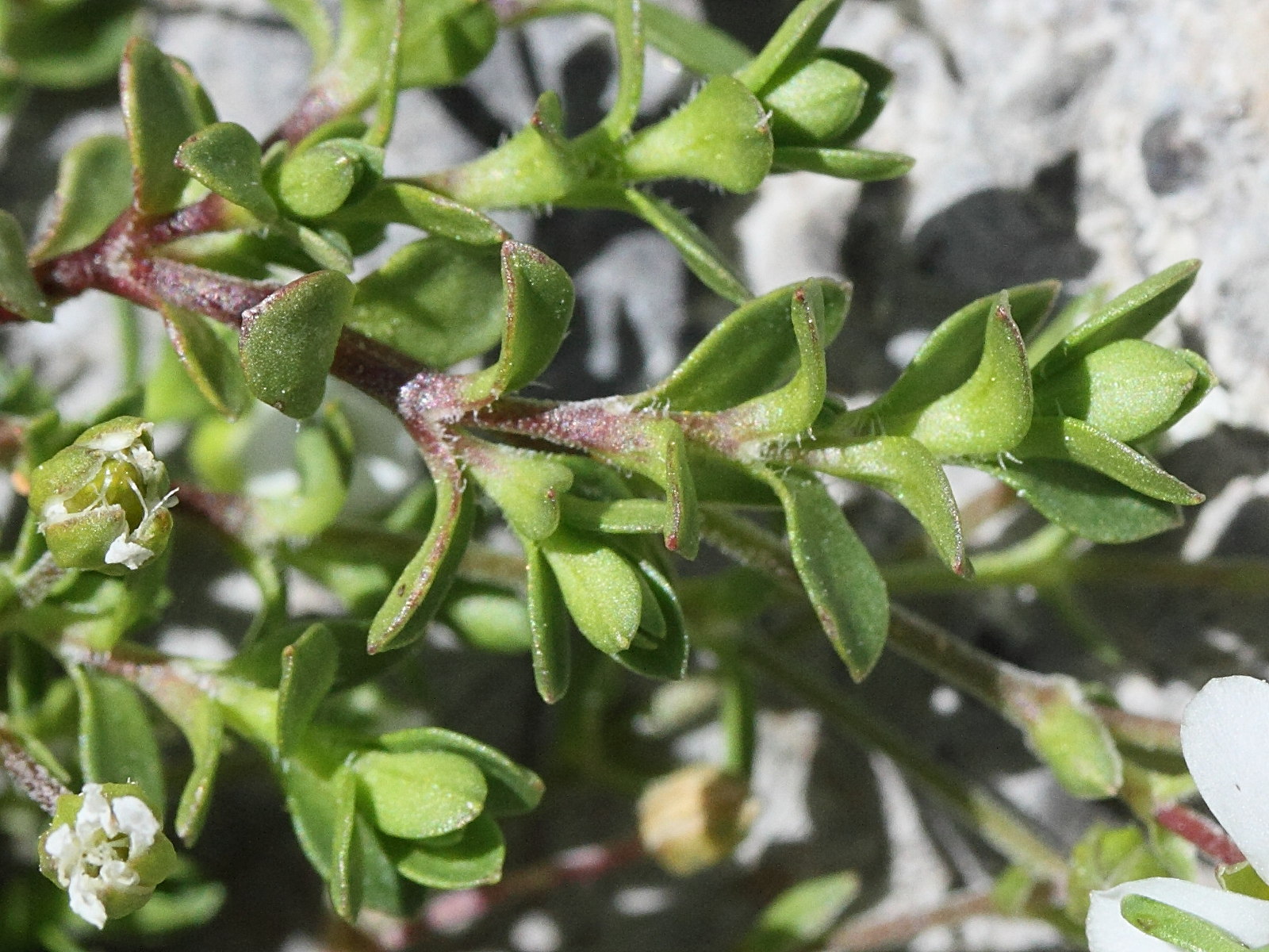 Afficher le média arenaria_multicaulis3md arenaria_multicaulis3md