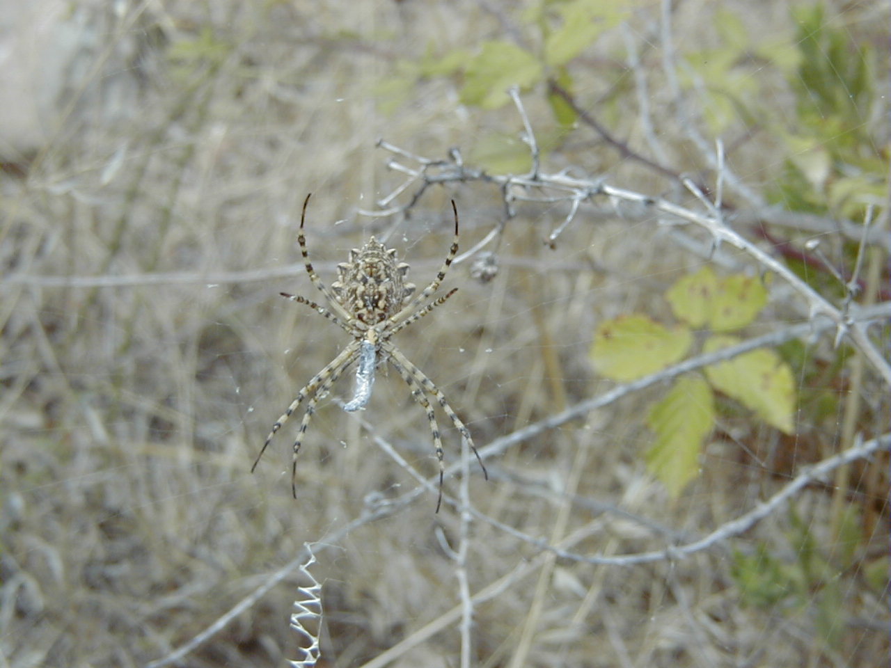 Afficher le média argiope_lobata1md argiope_lobata1md