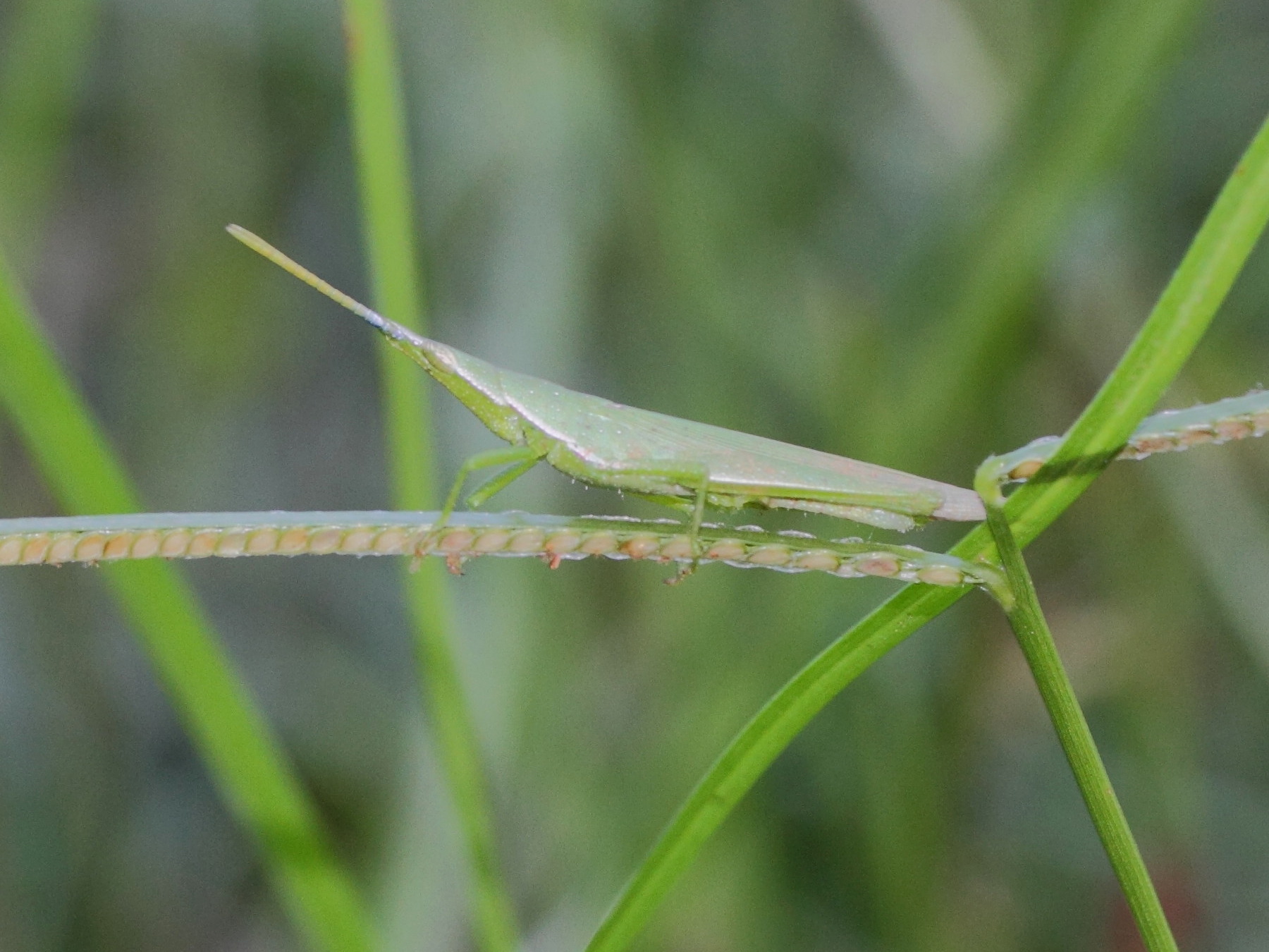 Atractomorpha_acutipennis