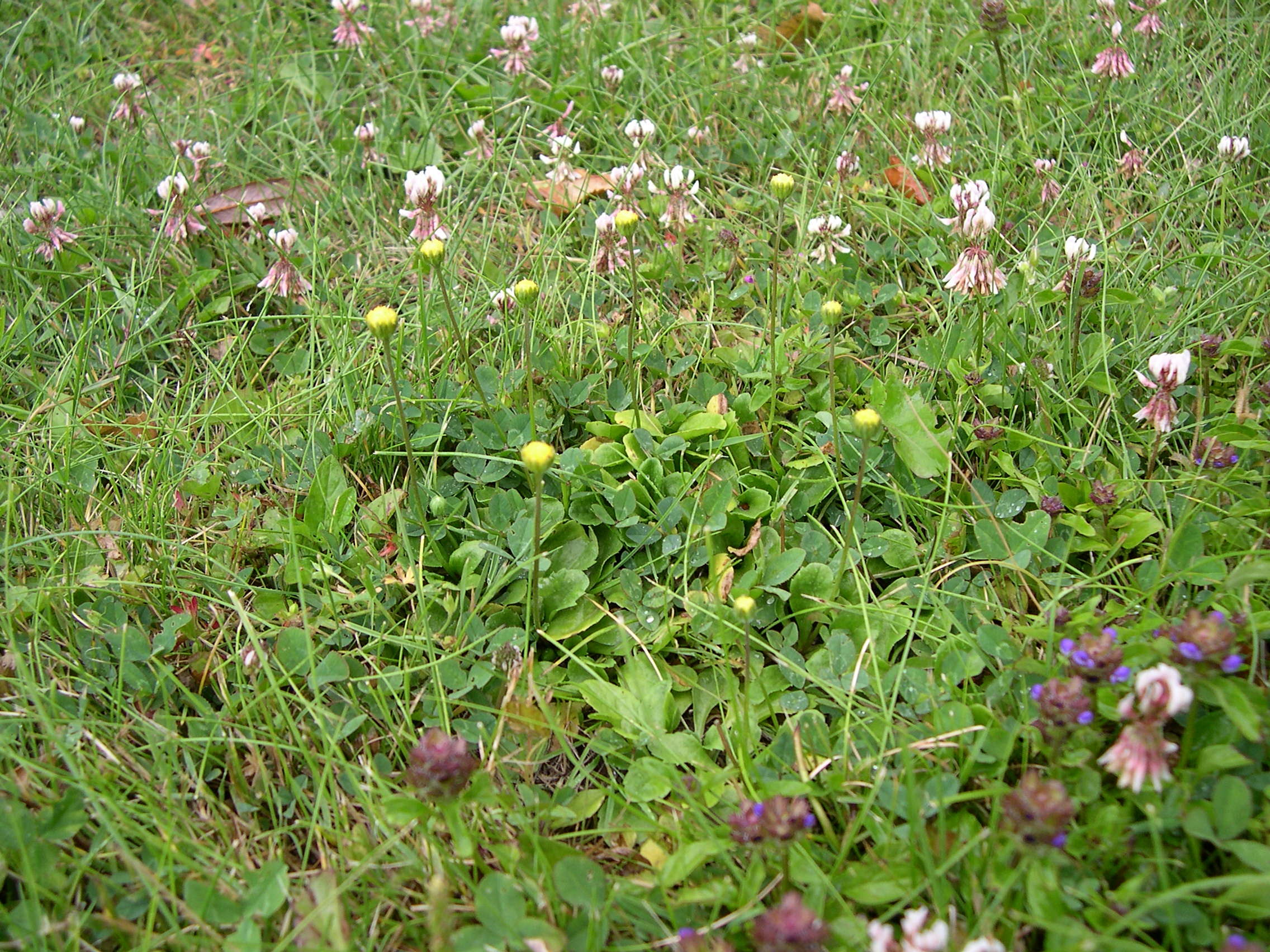 bellis_perennis1slmd