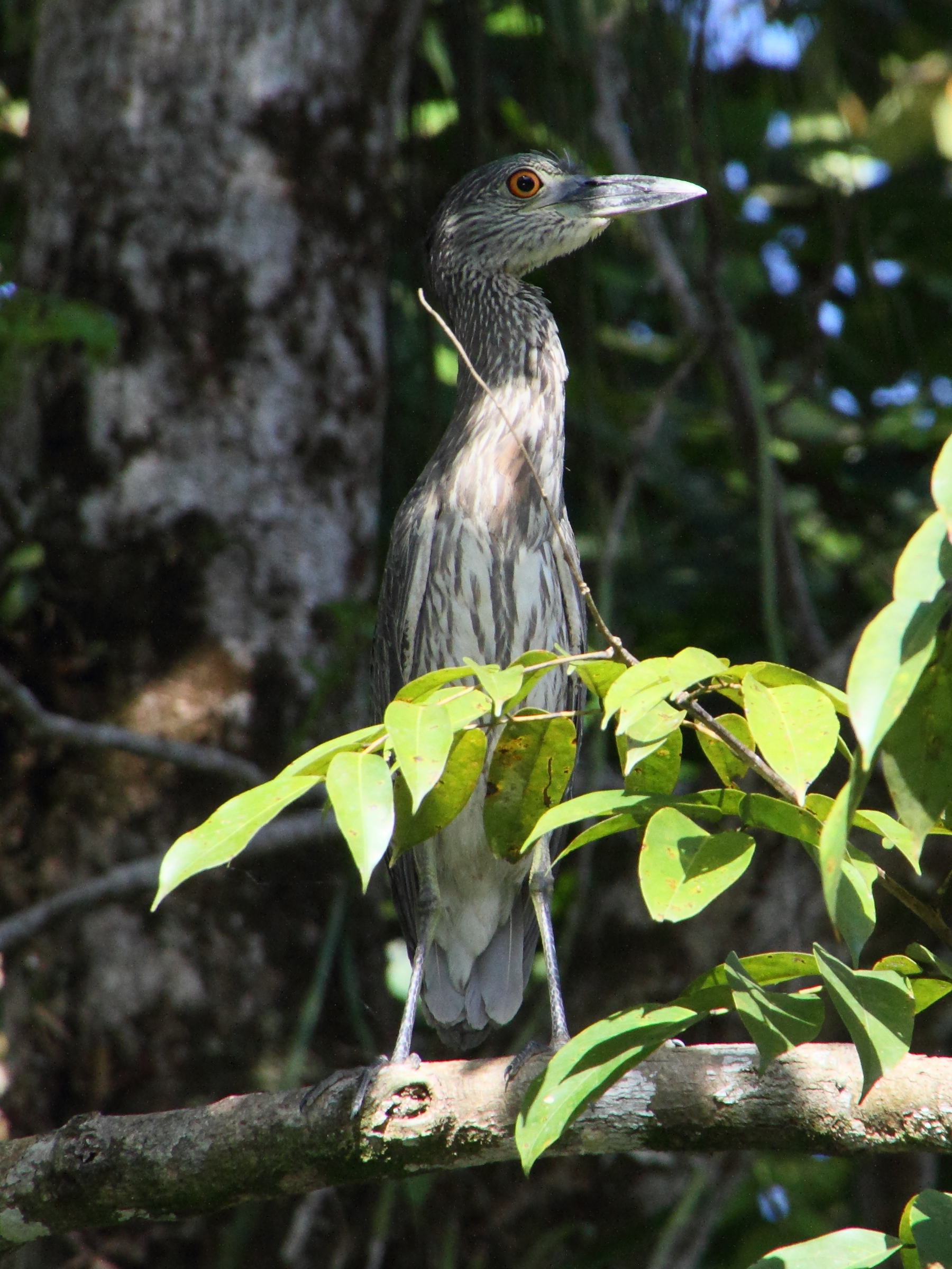 bihoreau_violace_-_nyctanassa_violacea2md