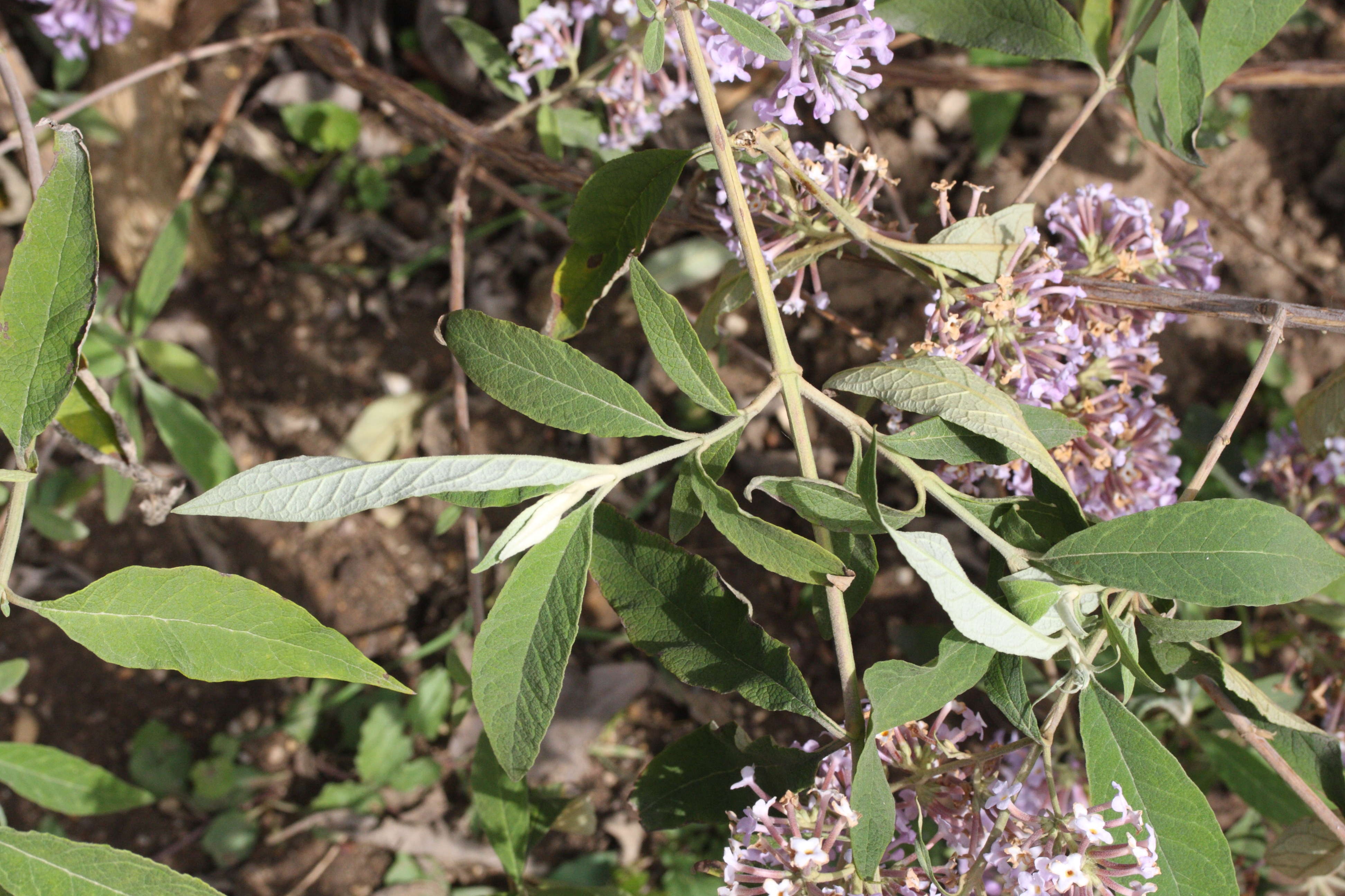 Afficher le média Buddleia_officinalis Buddleia_officinalis
