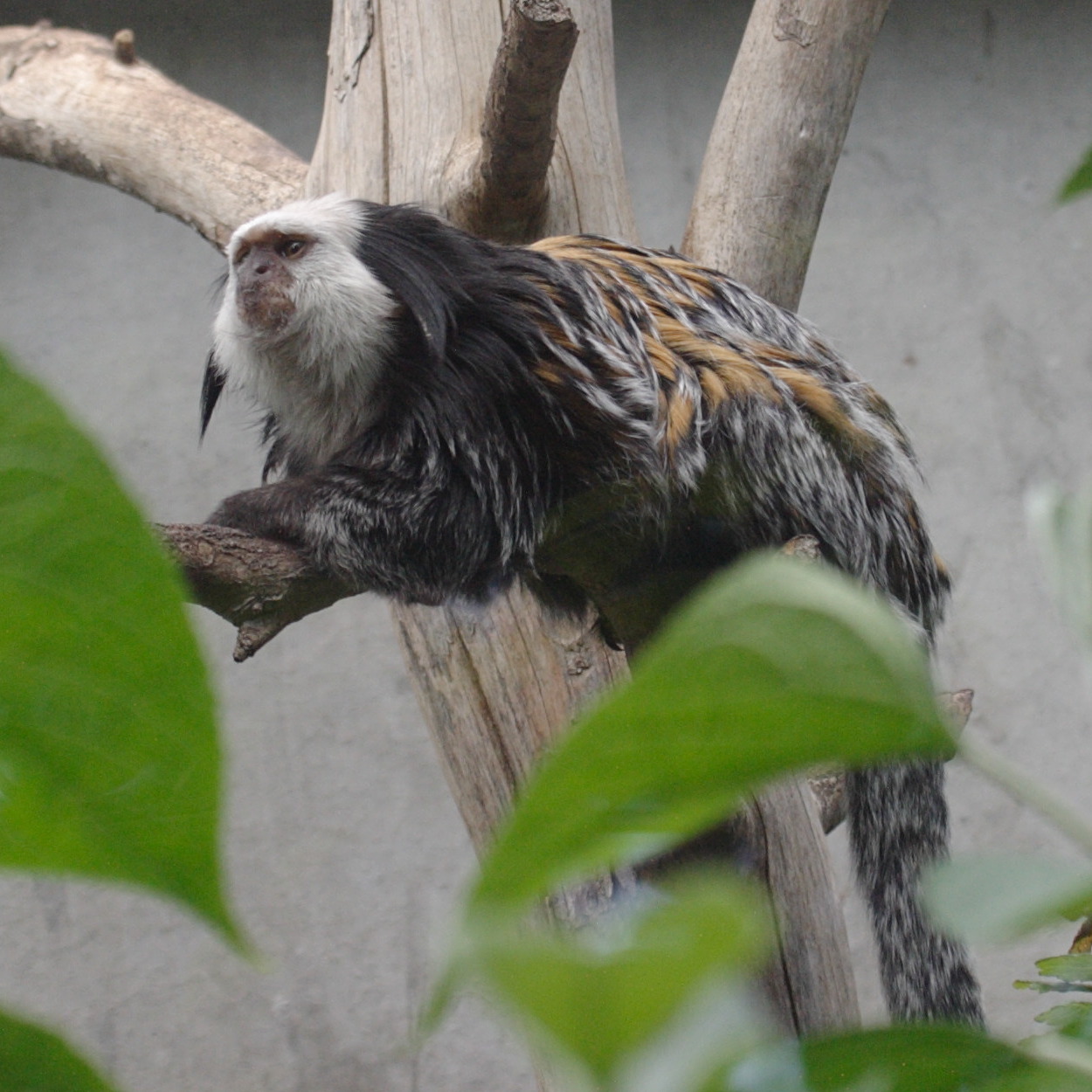 callithrix_geoffroyi2bd