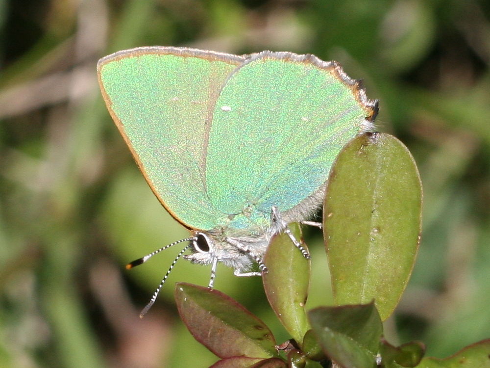 callophrys_rubi1md