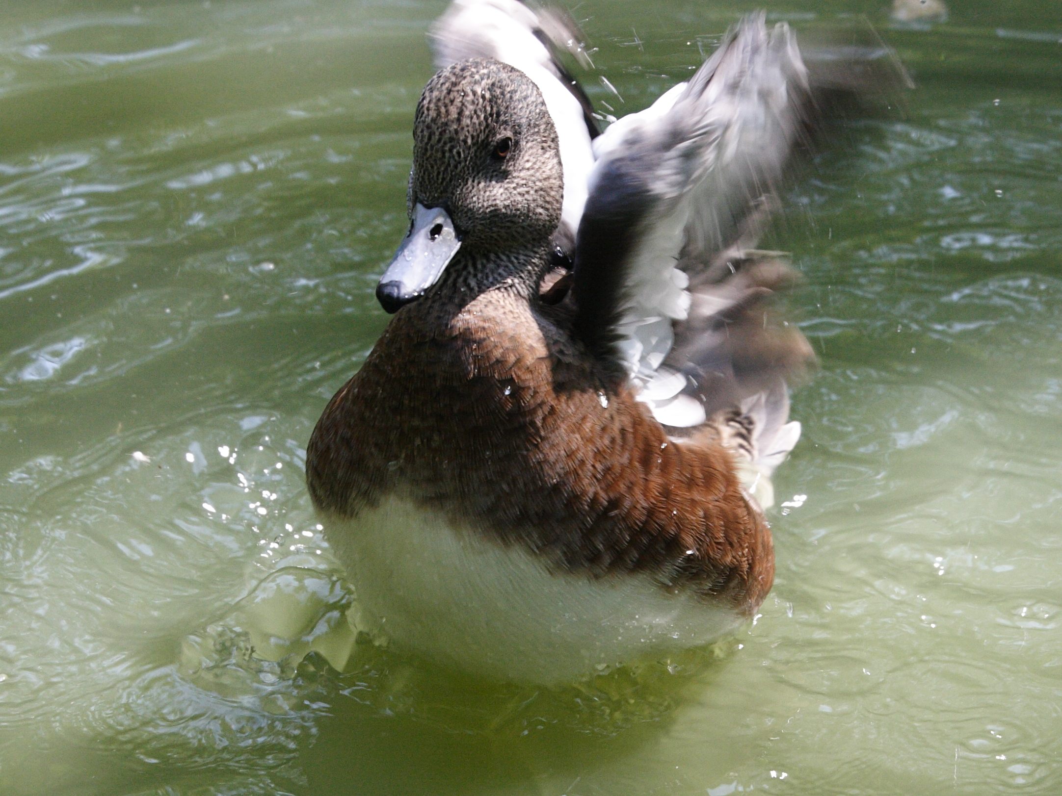 canard_jansen_-_anas_americana2md