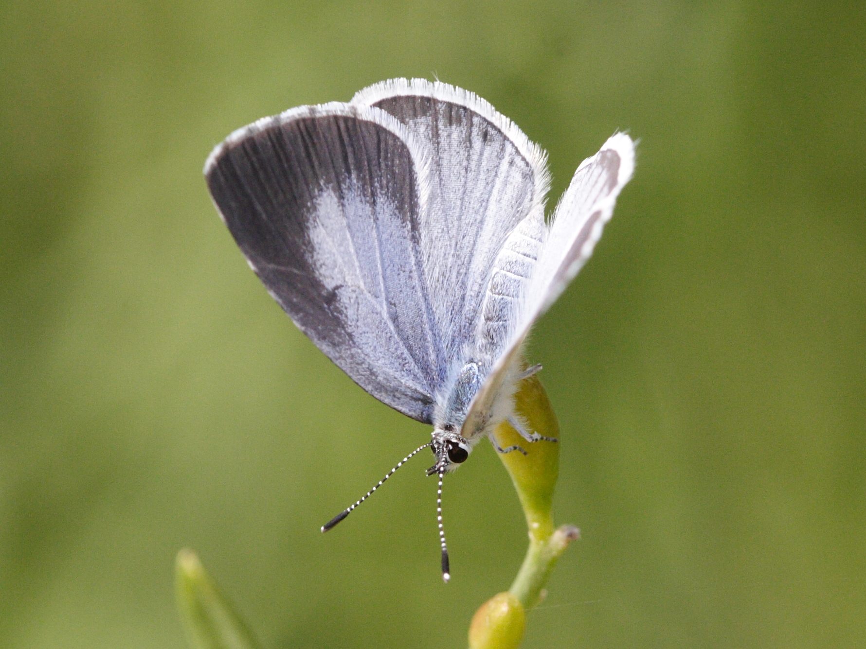 celastrina_argiolus5md