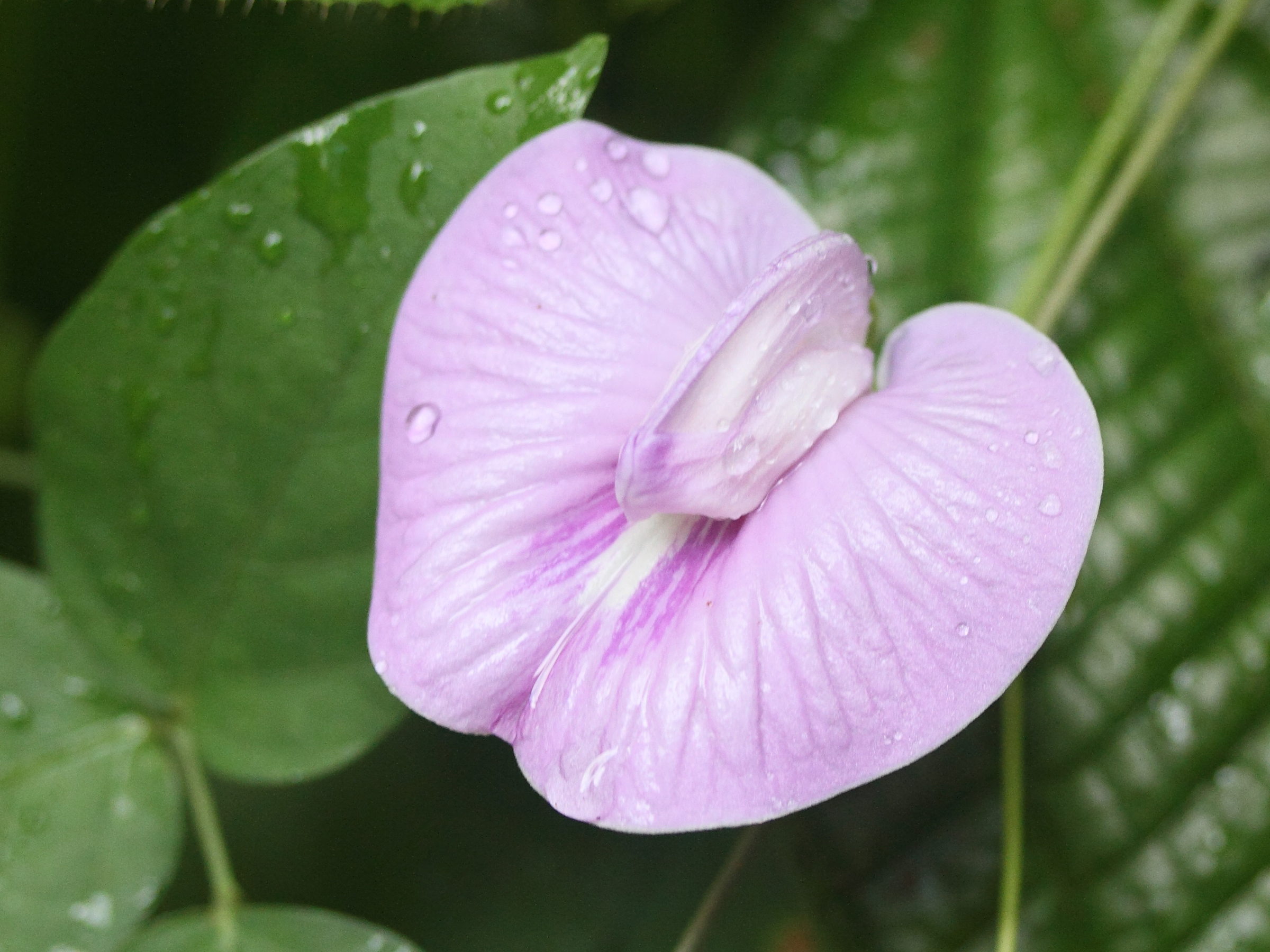 centrosema_pubescens5md