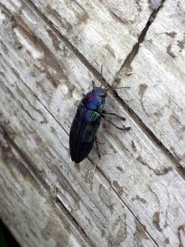 chalcophora_mariana1md